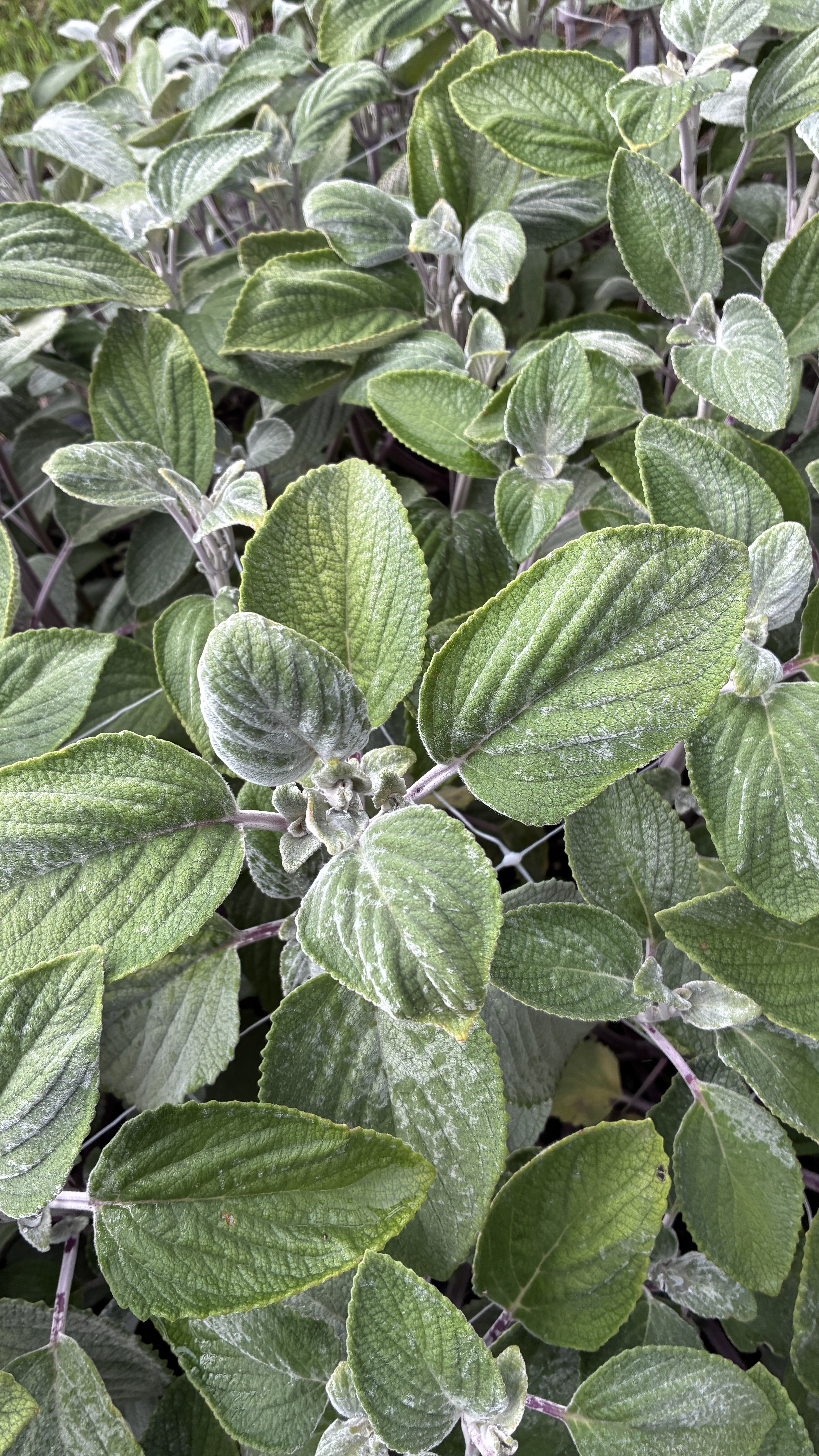 PLECTRANTHUS argentatus