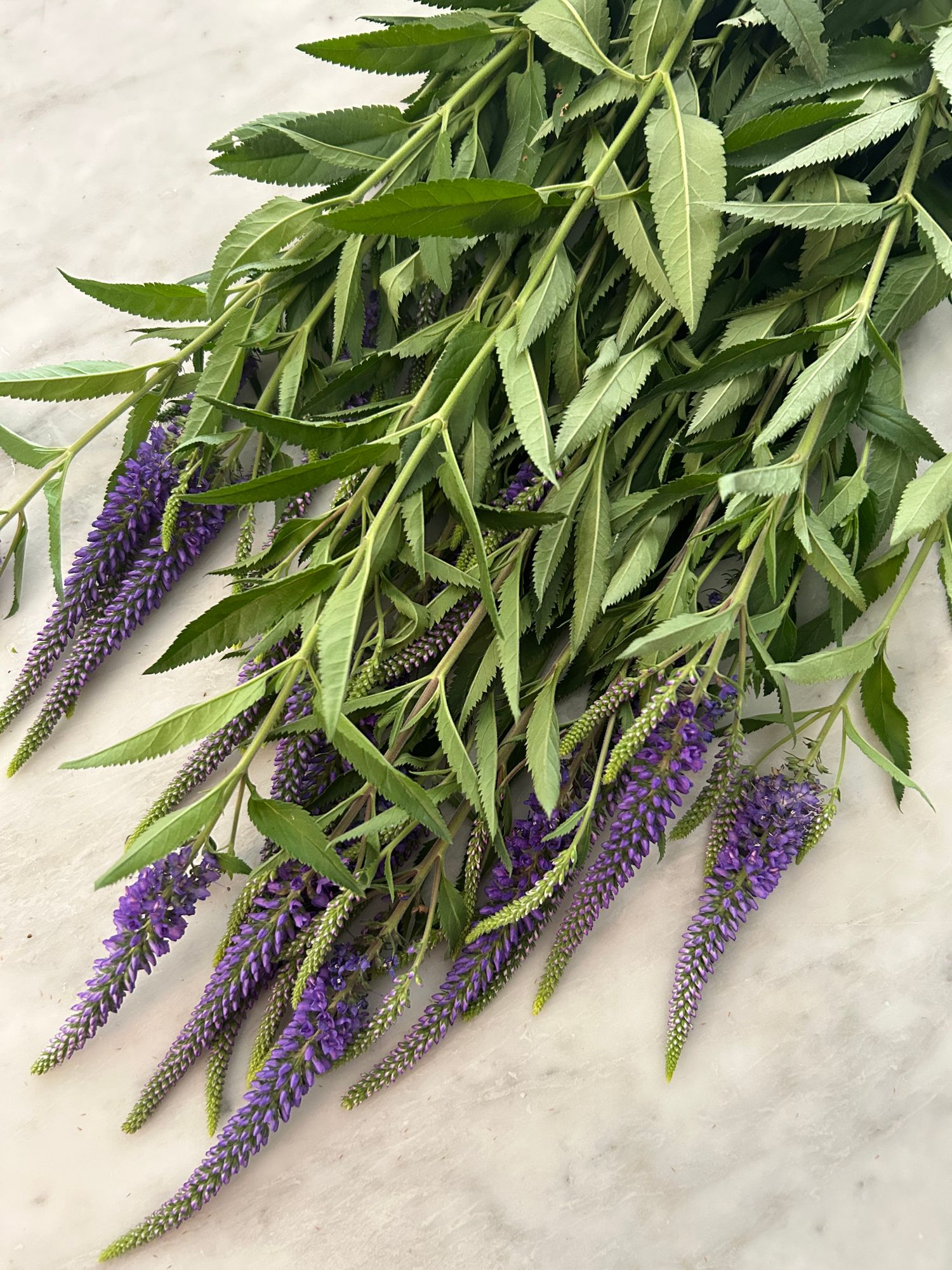 VERONICA longifolia Skylar