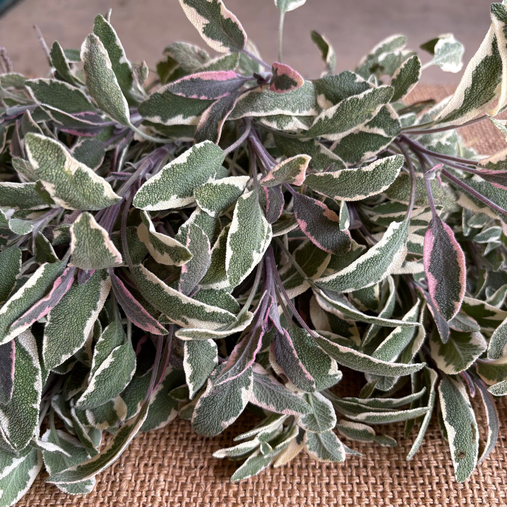 Herb, Sage