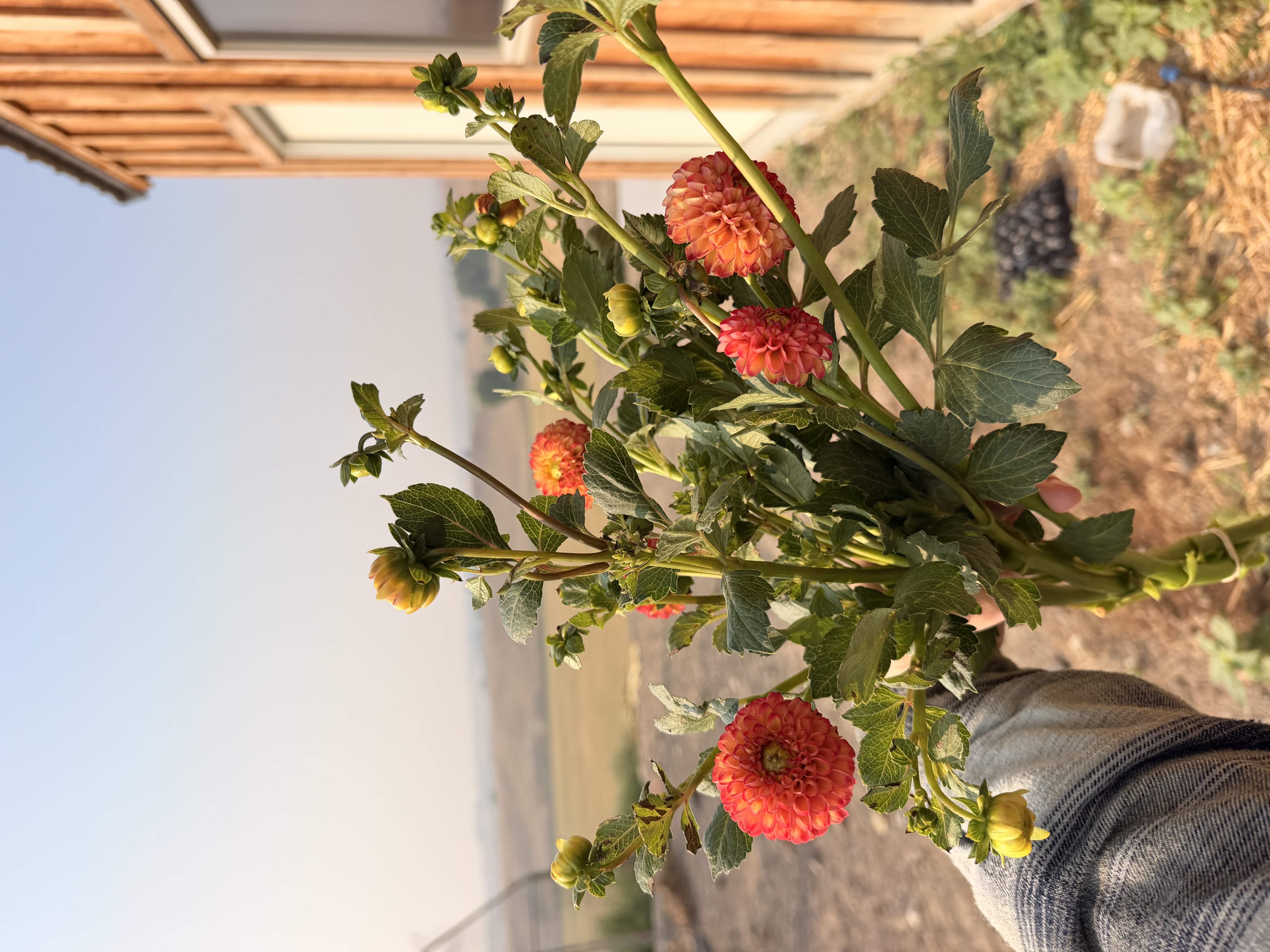 DAHLIA Pom pon/Pom pom