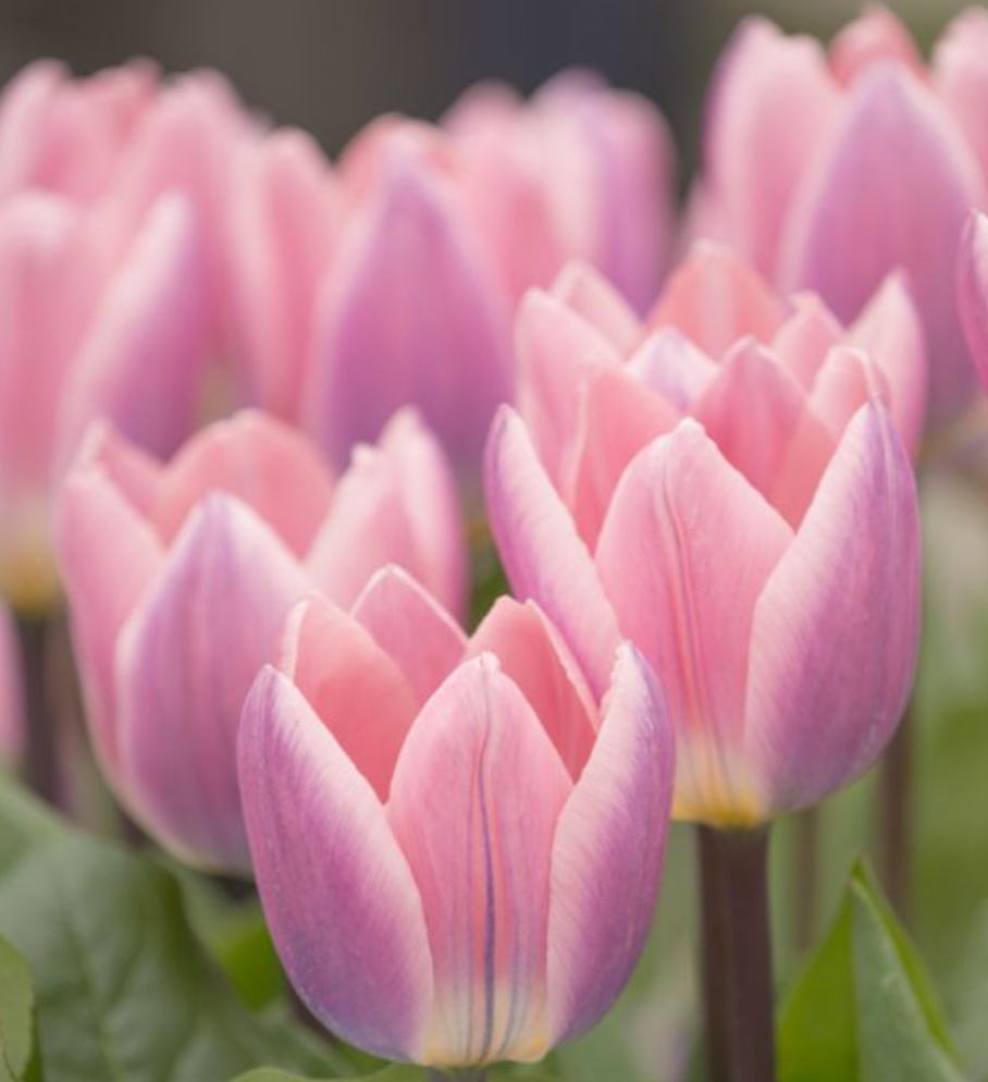 TULIPA