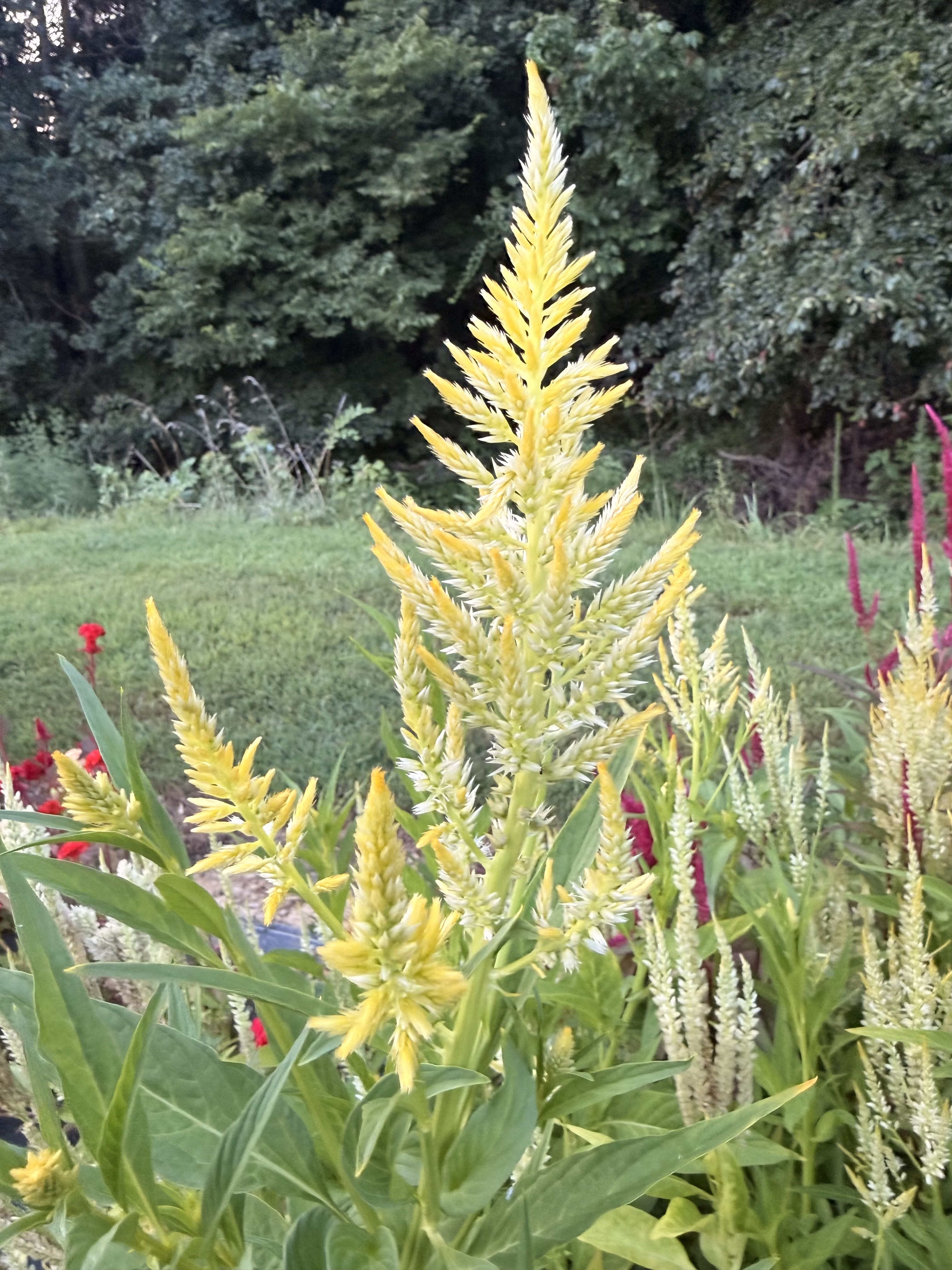 CELOSIA argentea var. plumosa Sylphid
