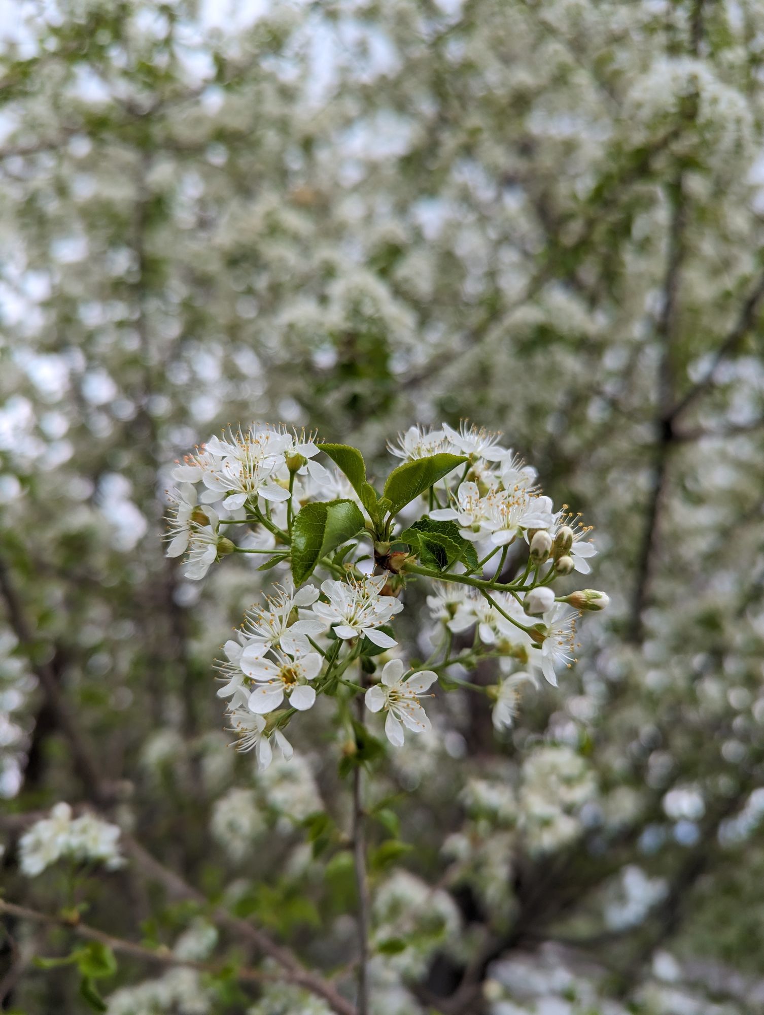 PRUNUS avium