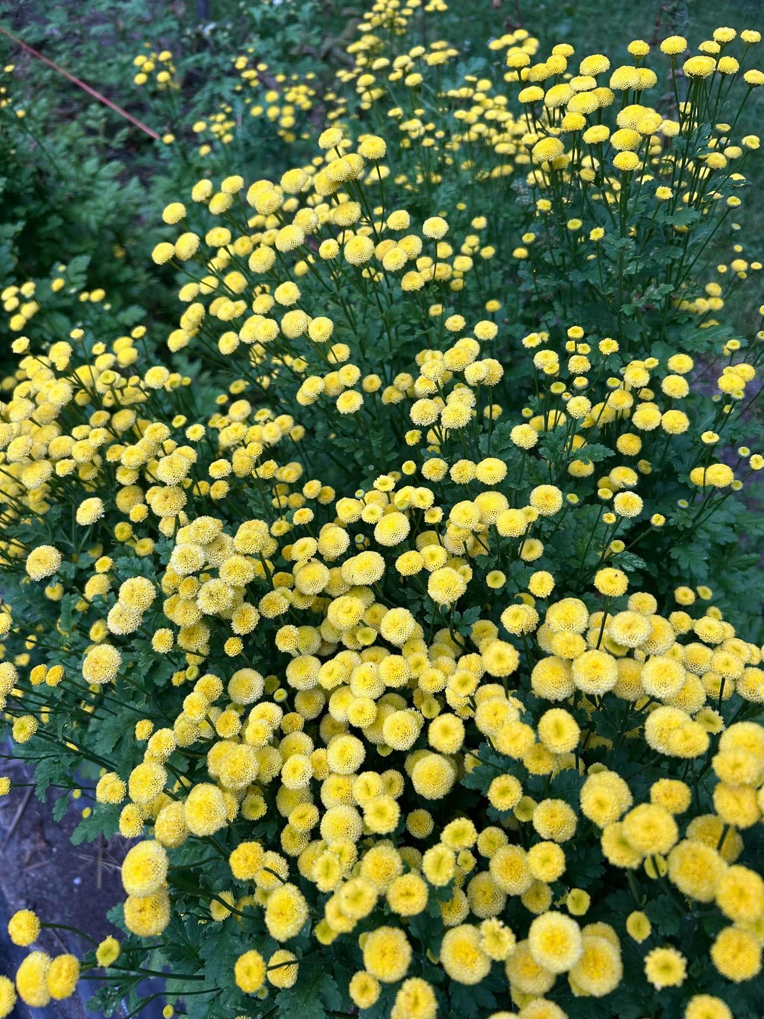 TANACETUM parthenium Vegmo Sunny Ball
