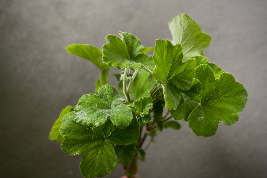 PELARGONIUM tomentosum