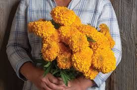 TAGETES erecta Coco