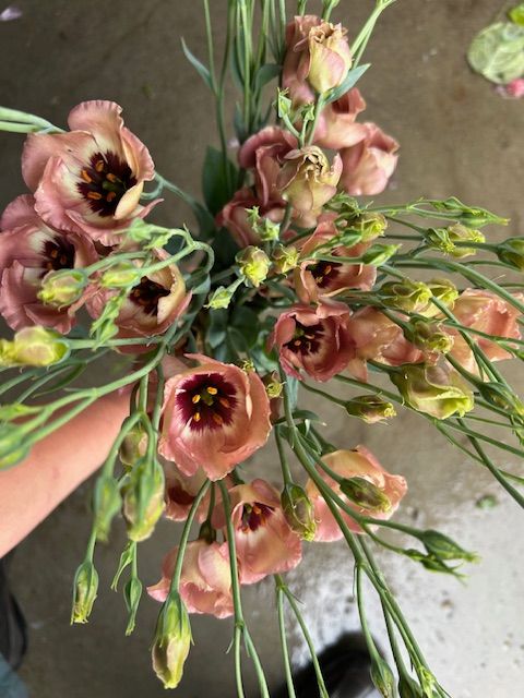 EUSTOMA grandiflorum Pucchino Choco