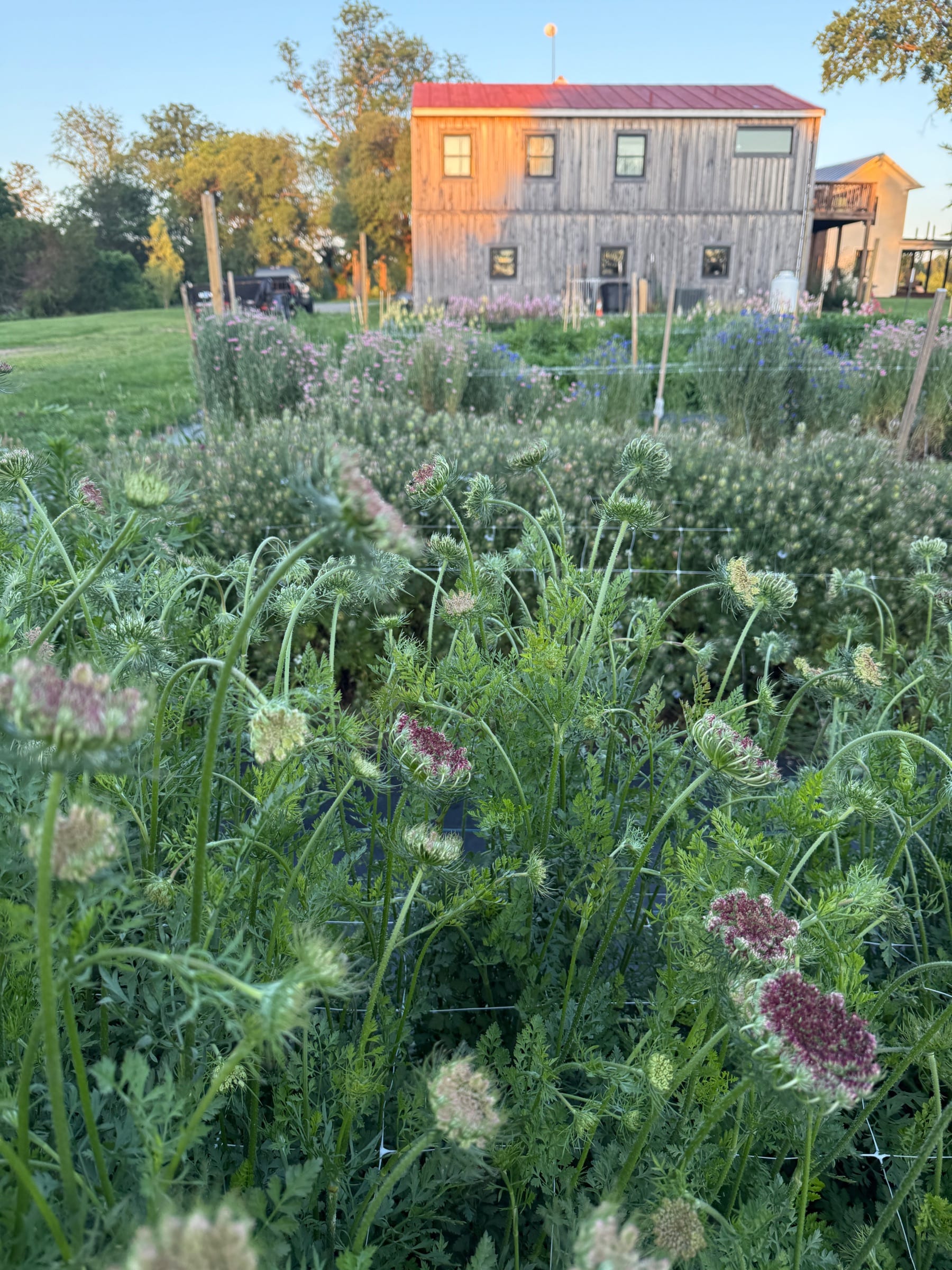 DAUCUS carota Dara Dark Red Shades