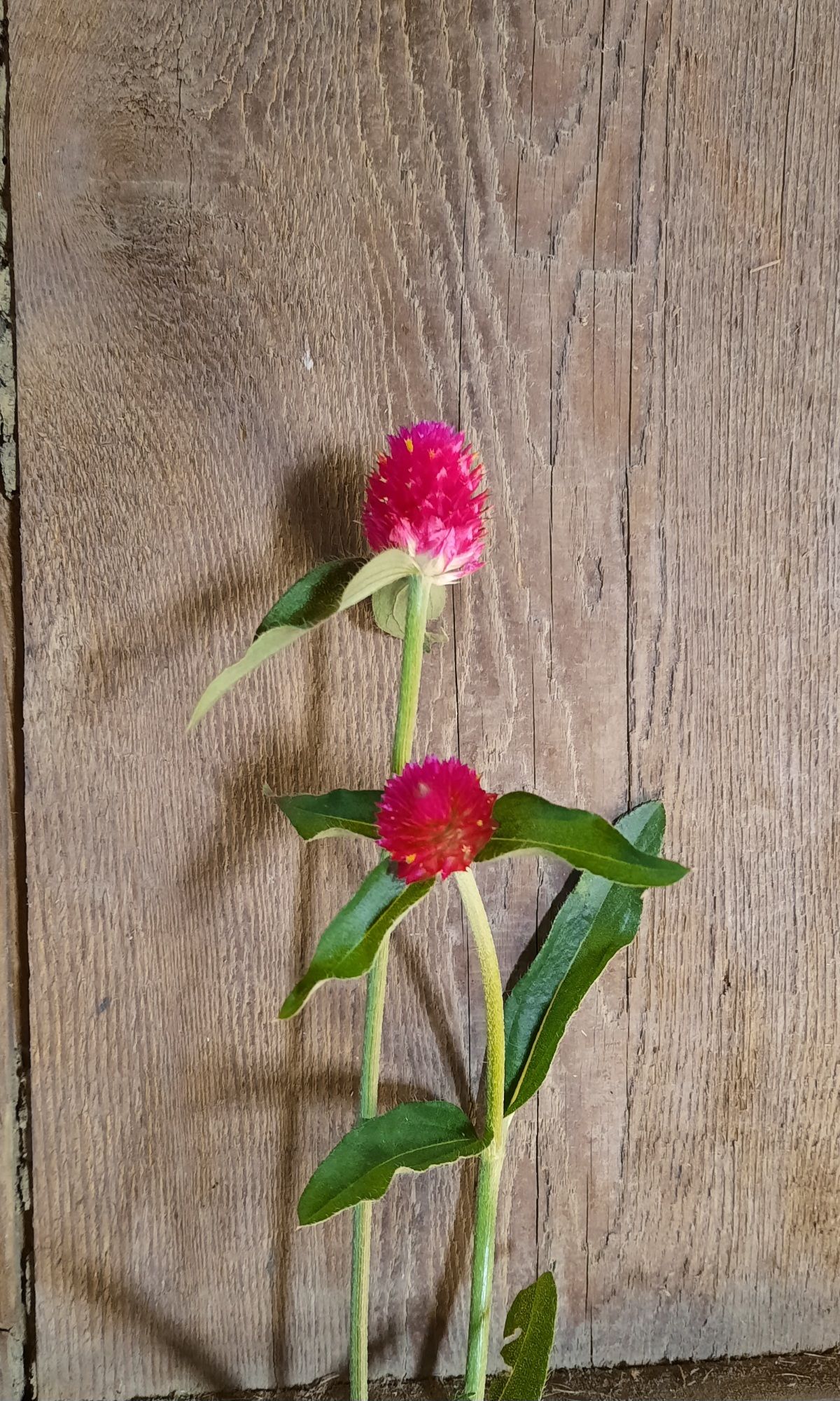 GOMPHRENA haageana QIS Carmine