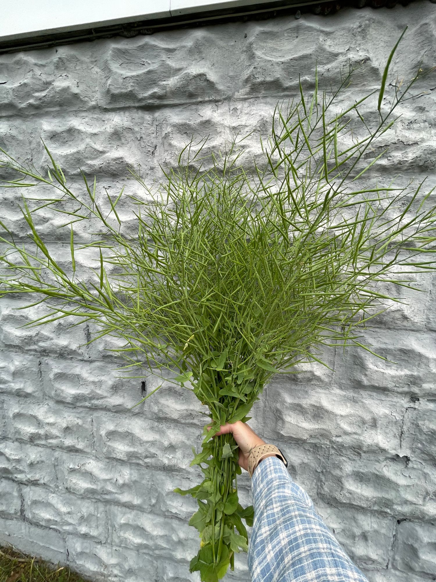 BARBAREA vulgaris Variegata