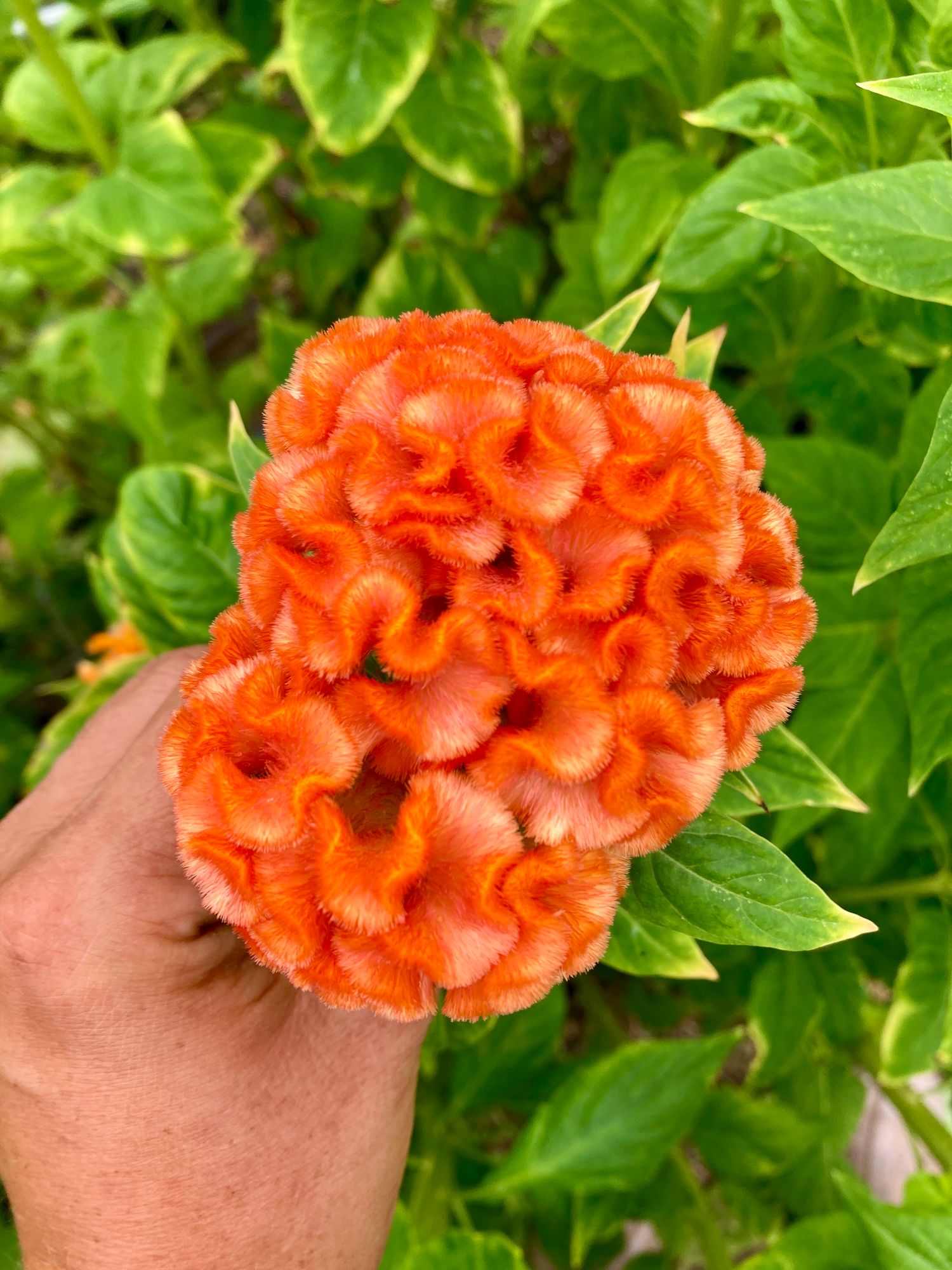 CELOSIA argentea var. cristata Orange Queen