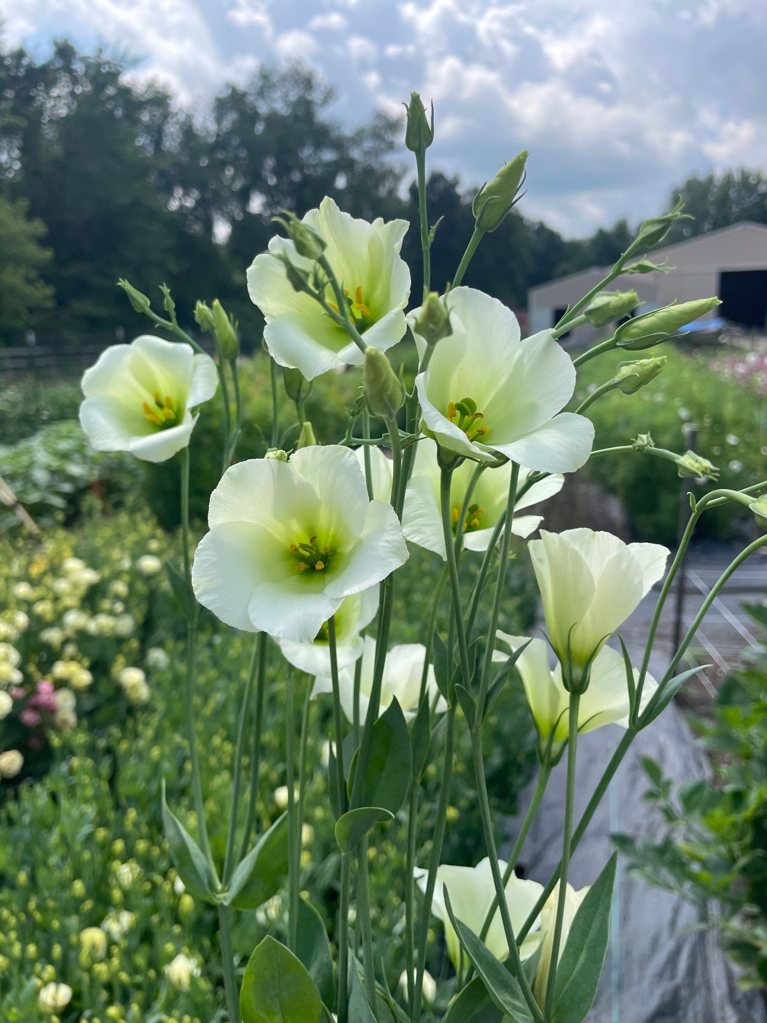 EUSTOMA grandiflorum Sumika Feminine
