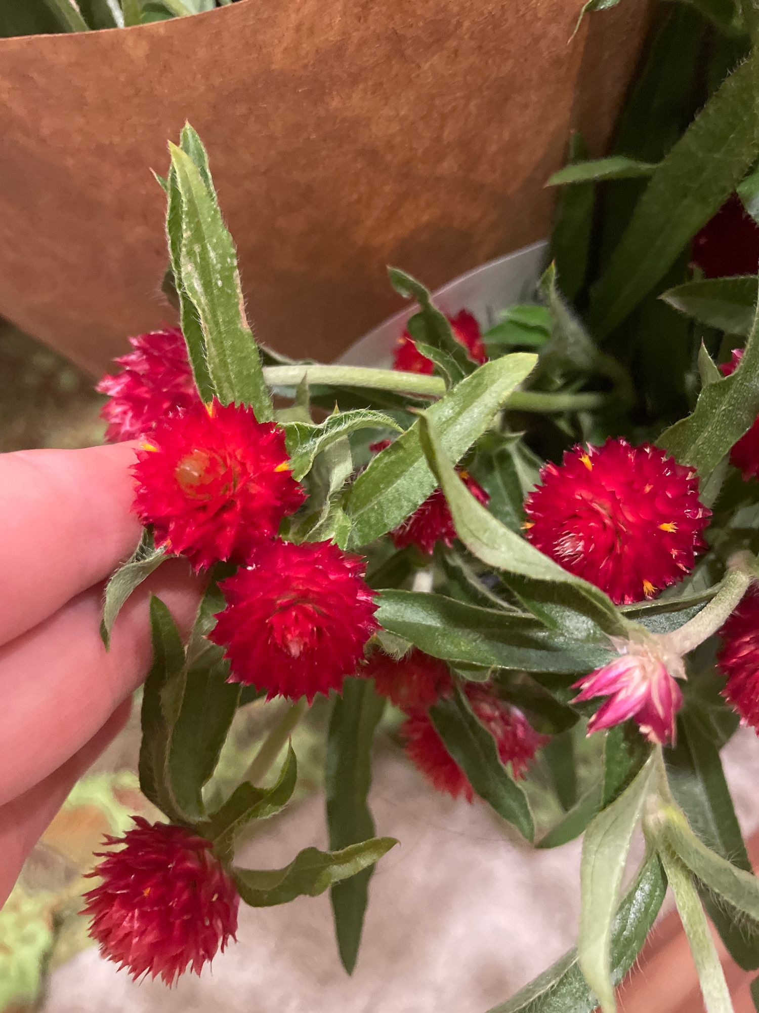GOMPHRENA haageana Strawberry Fields