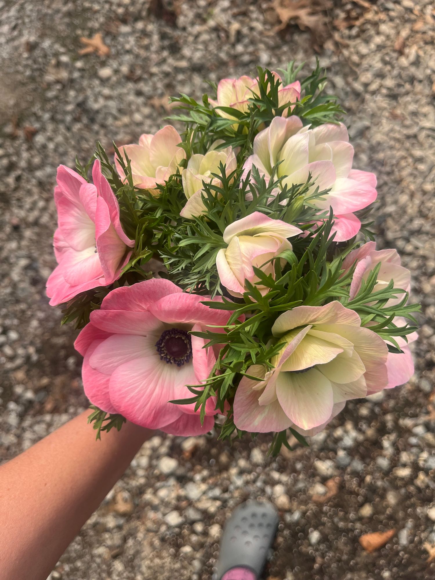 ANEMONE coronaria Mistral Rose Chiara