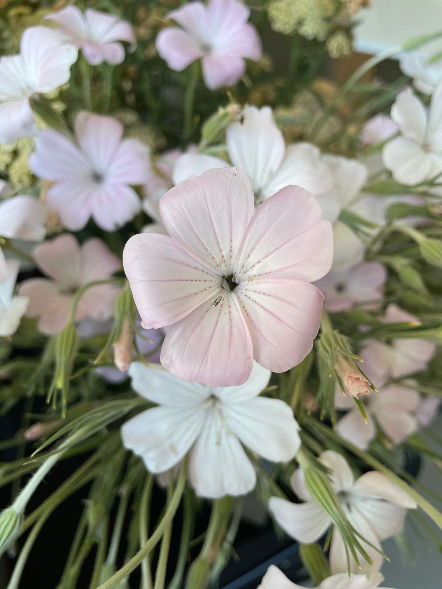 AGROSTEMMA githago Dawn Creek Blush