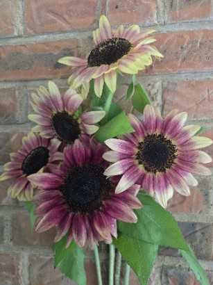 HELIANTHUS annuus ProCut Plum