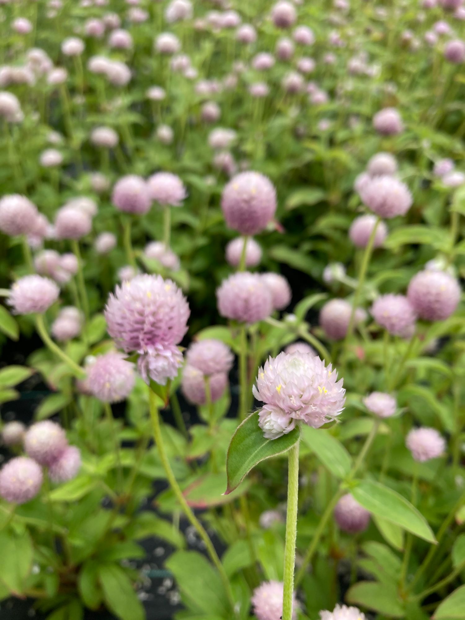 GOMPHRENA haageana