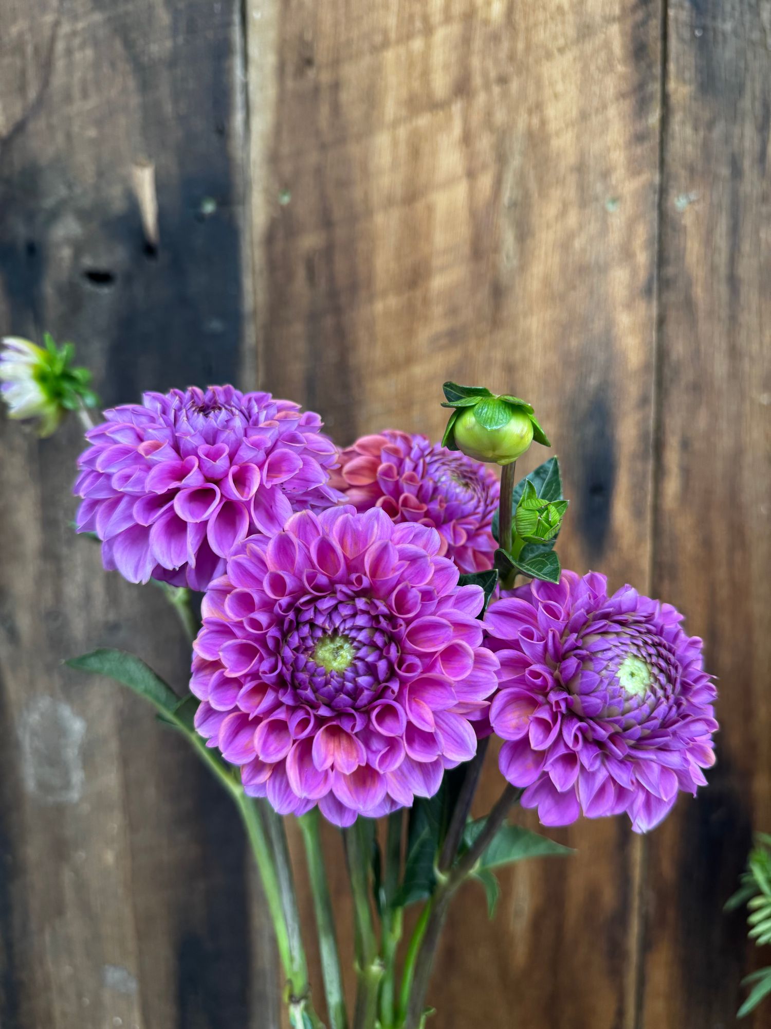 DAHLIA Isabel
