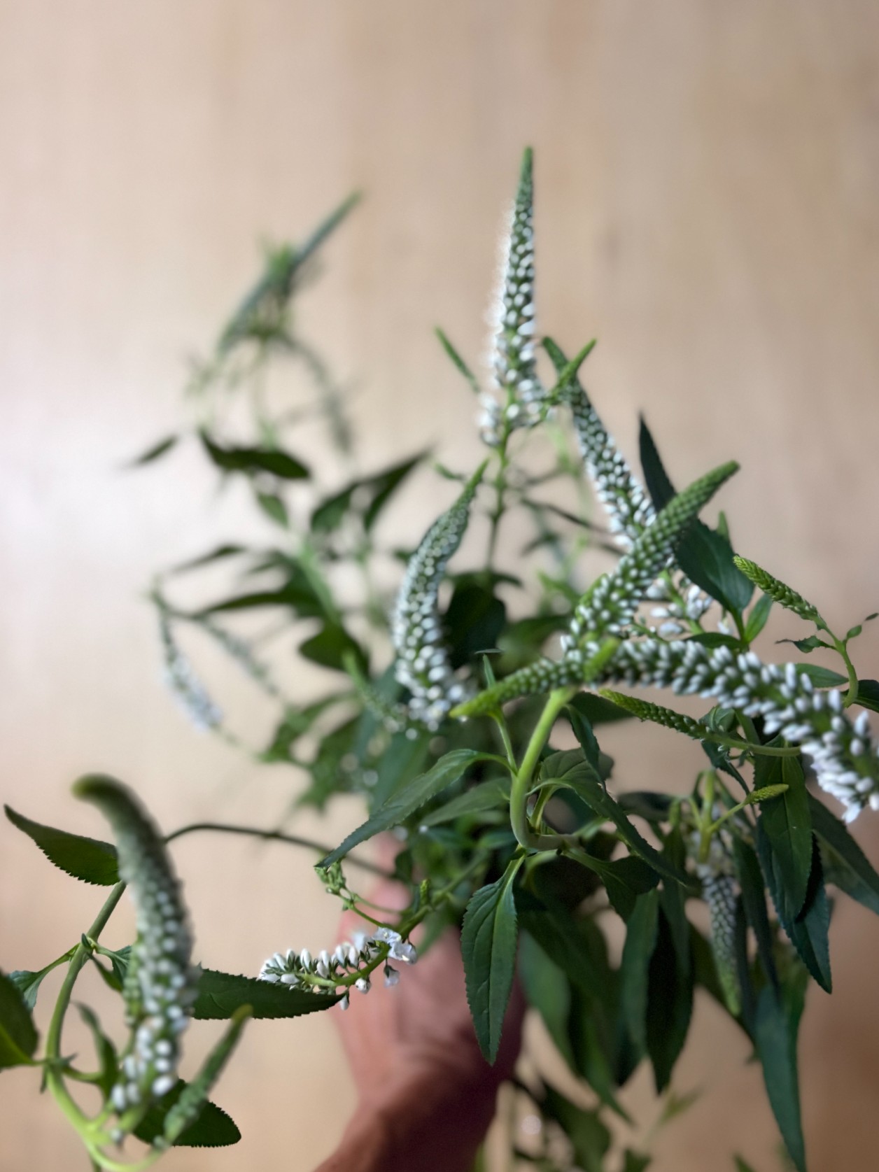 VERONICA longifolia Skyler