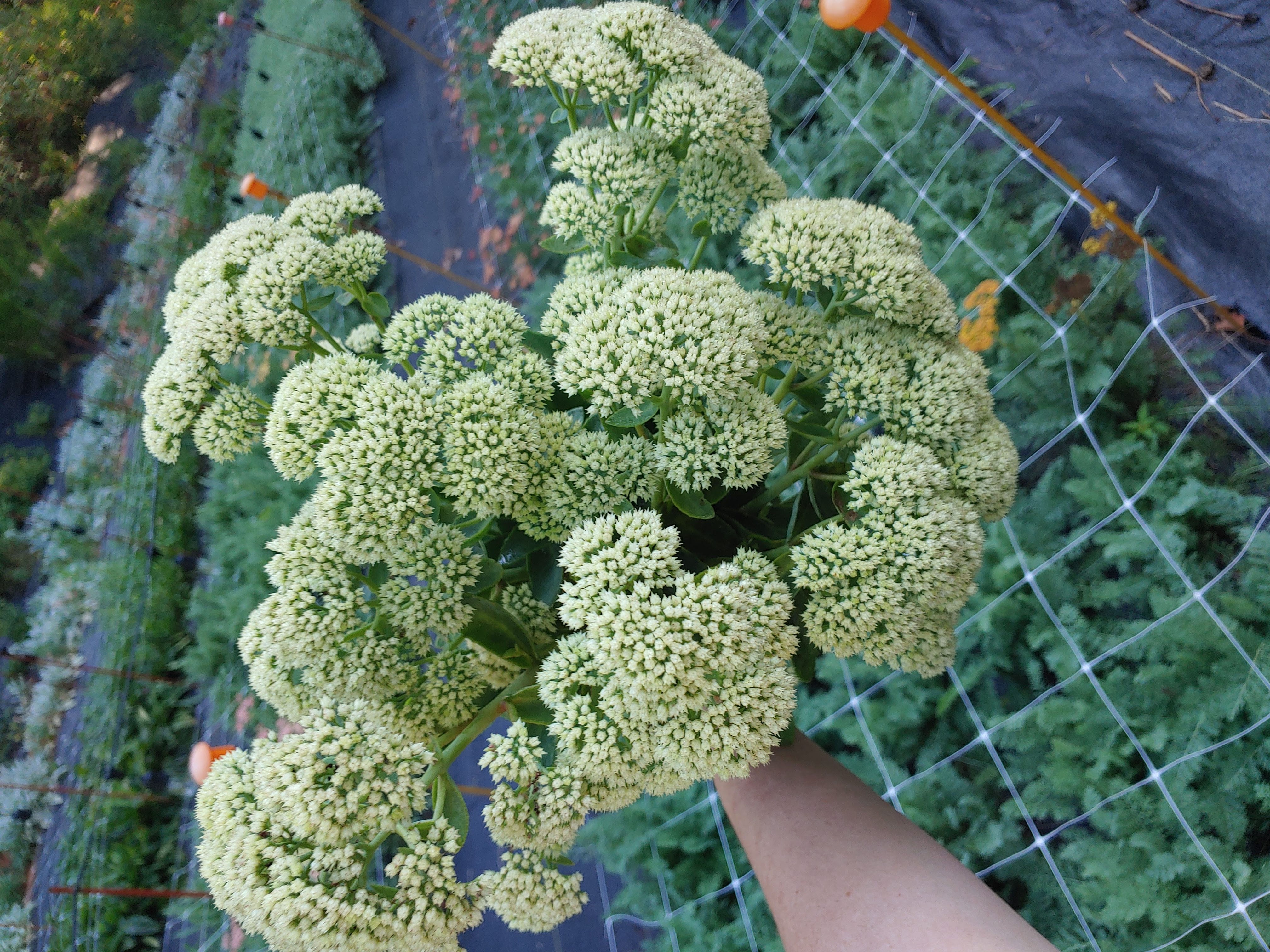 HYLOTELEPHIUM x Rock 'N Grow Lemonjade