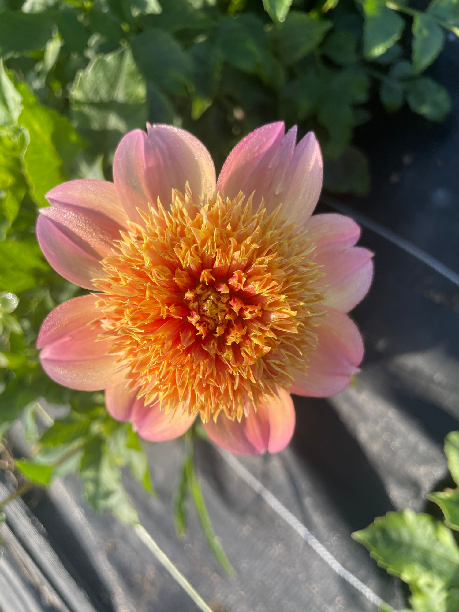 DAHLIA Sandia Brocade