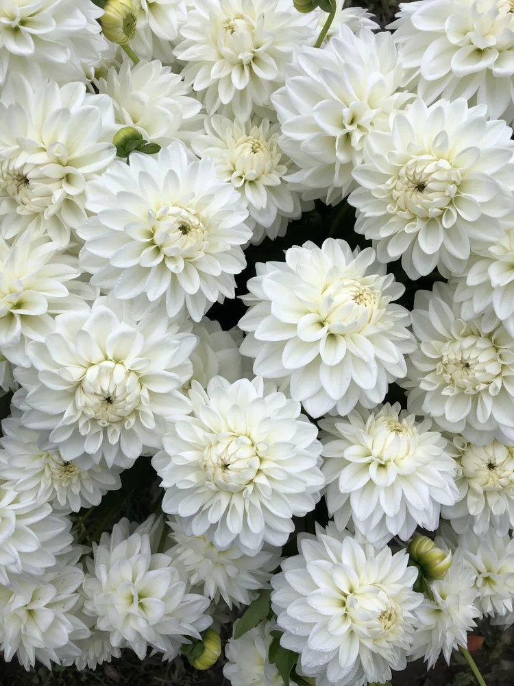 DAHLIA Boom Boom White