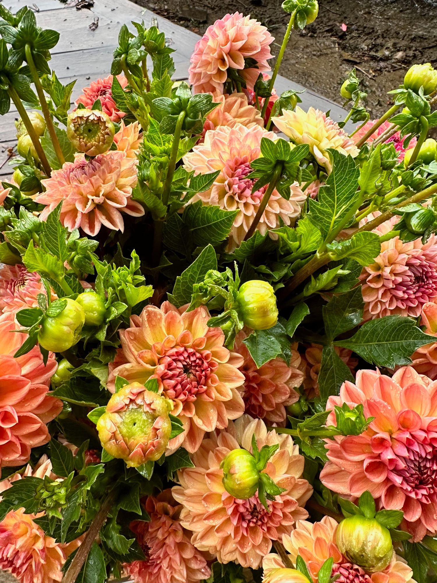 DAHLIA Larks Ebbe