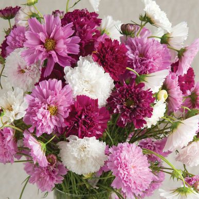 COSMOS bipinnatus Double Click
