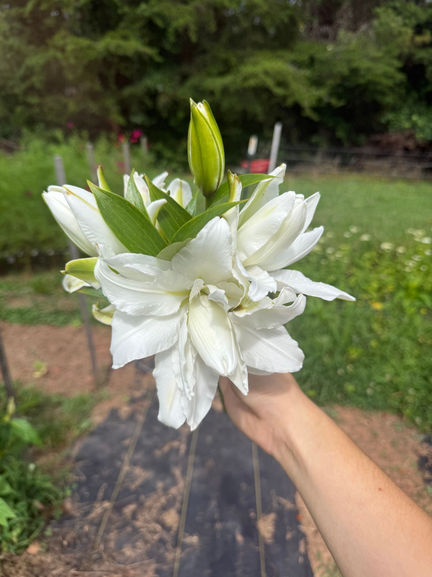 LILIUM x orientalis