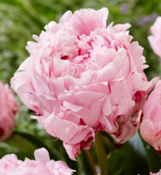 PAEONIA lactiflora Sarah Bernhardt
