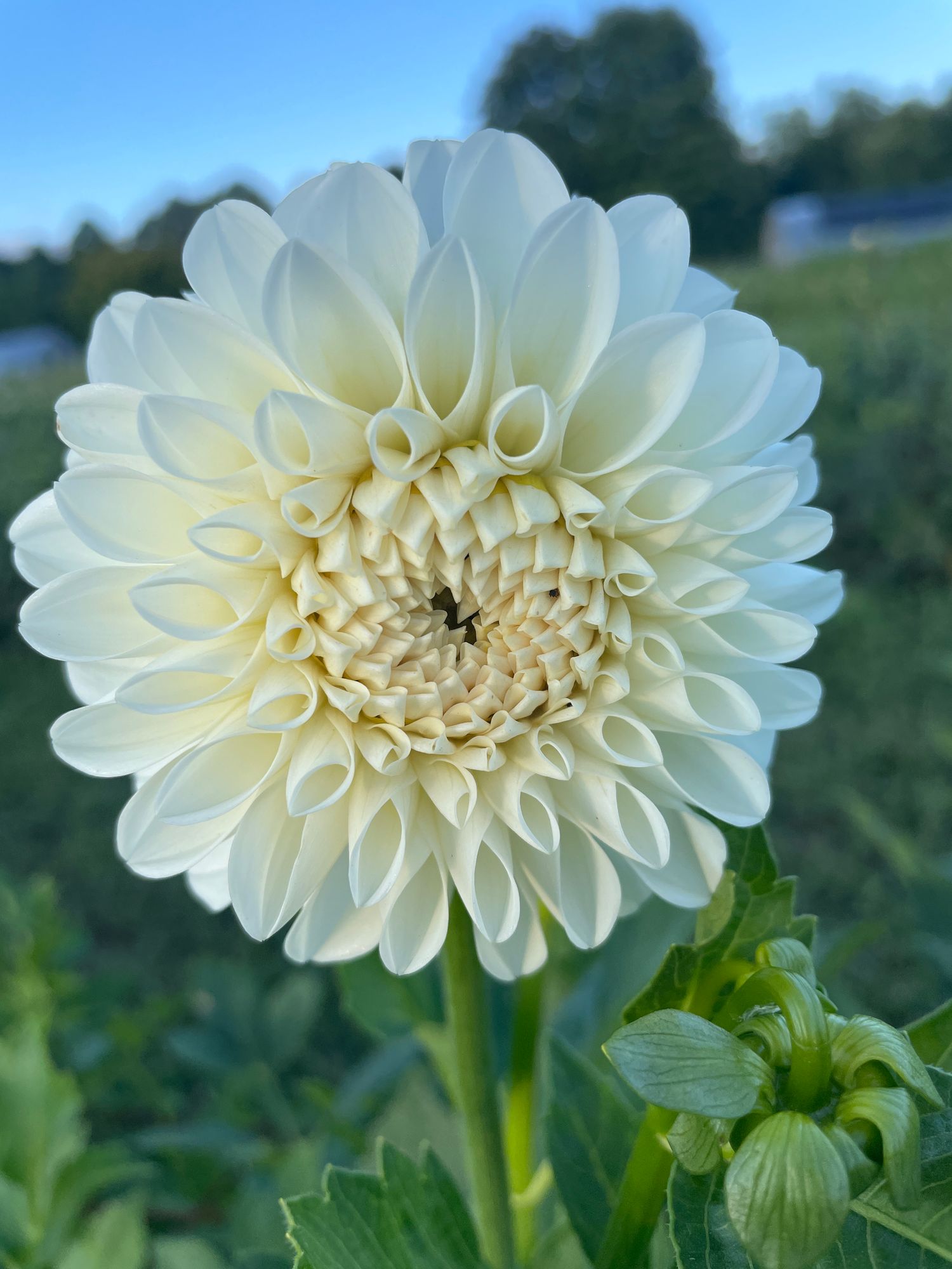 DAHLIA Blizzard