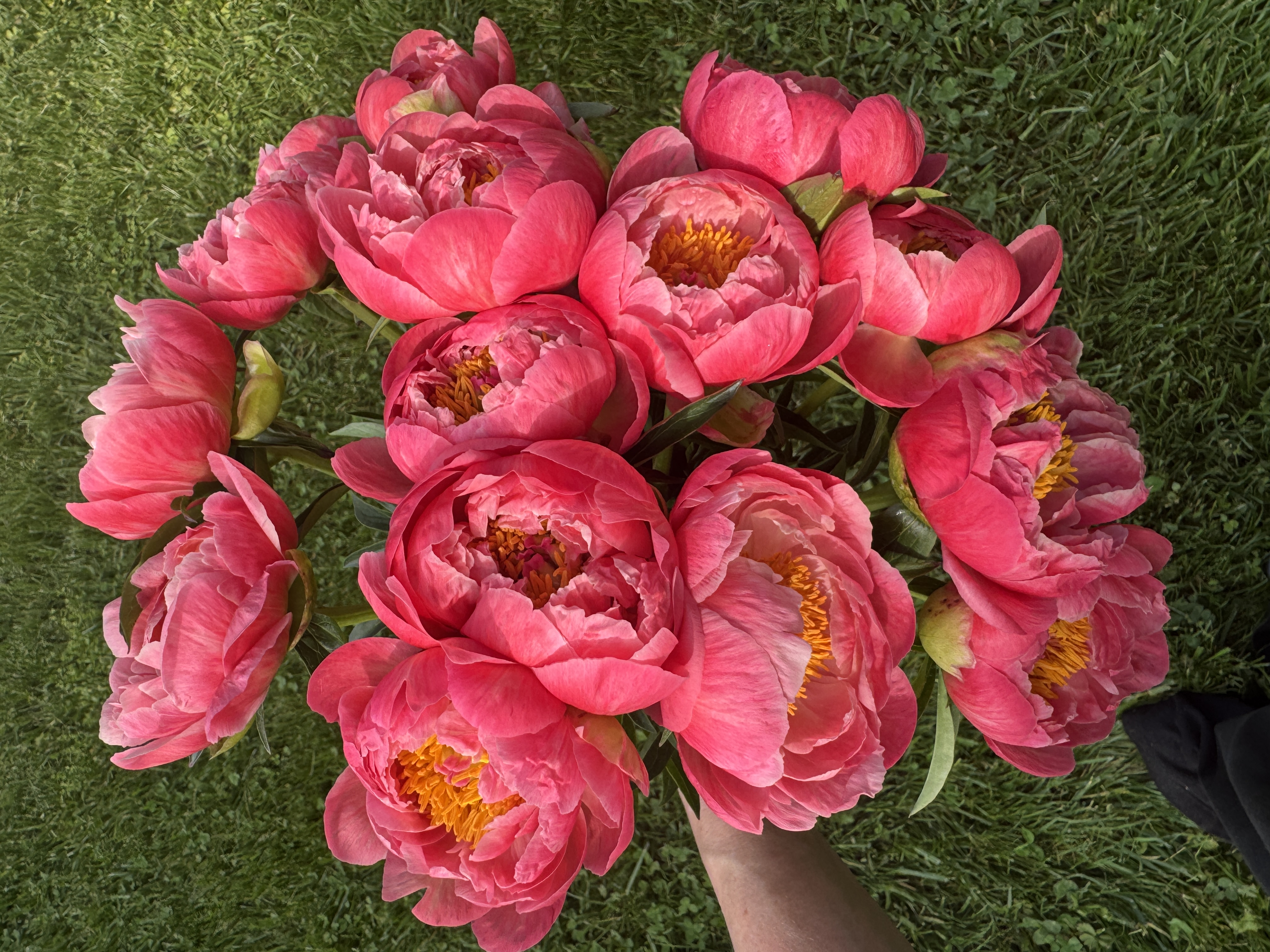PAEONIA lactiflora Coral Charm