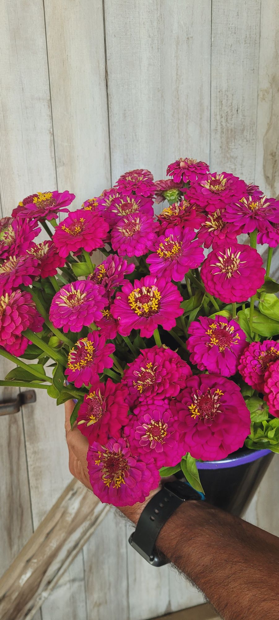 ZINNIA elegans Oklahoma Carmine Rose
