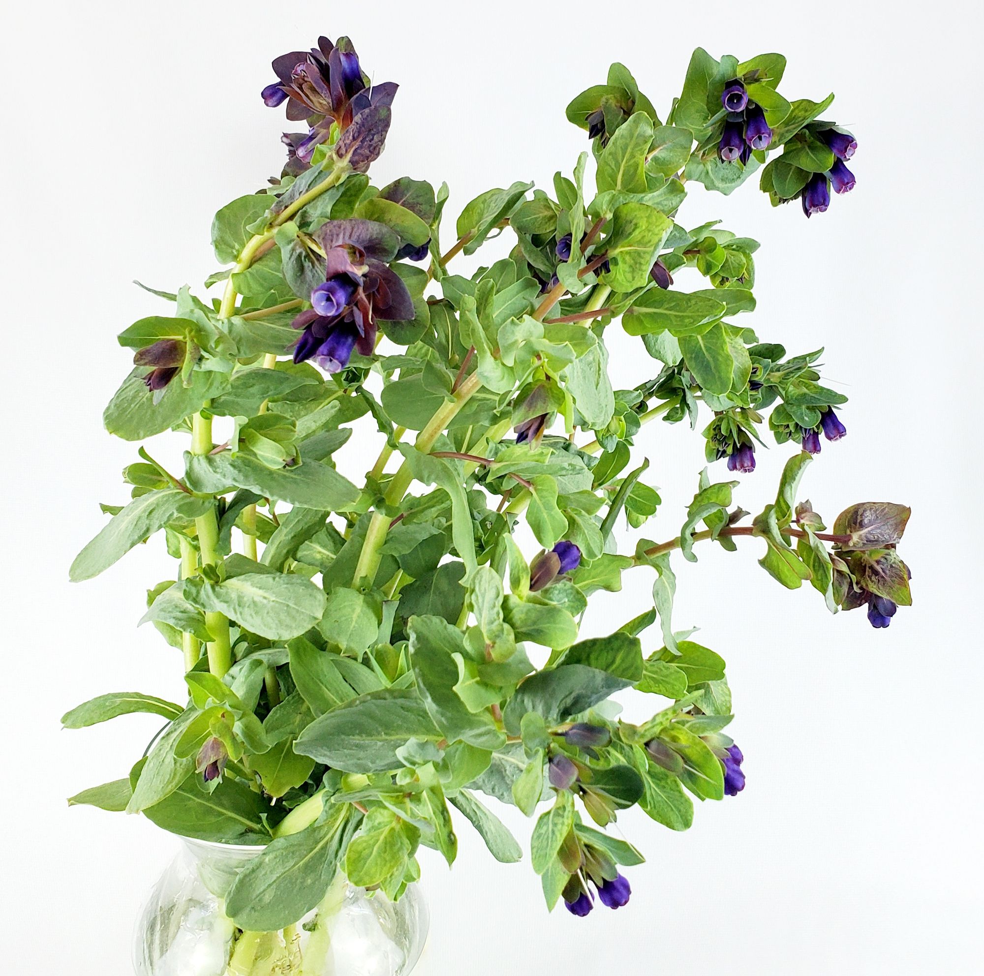 CERINTHE major Purpurascens