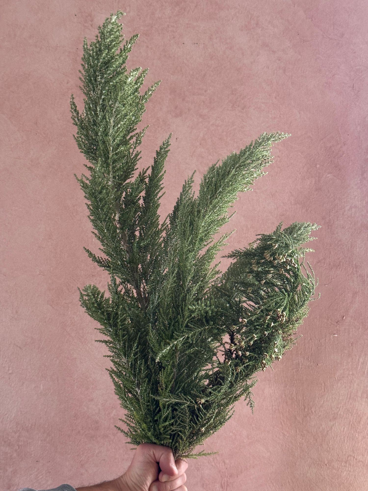 OZOTHAMNUS leptophyllus