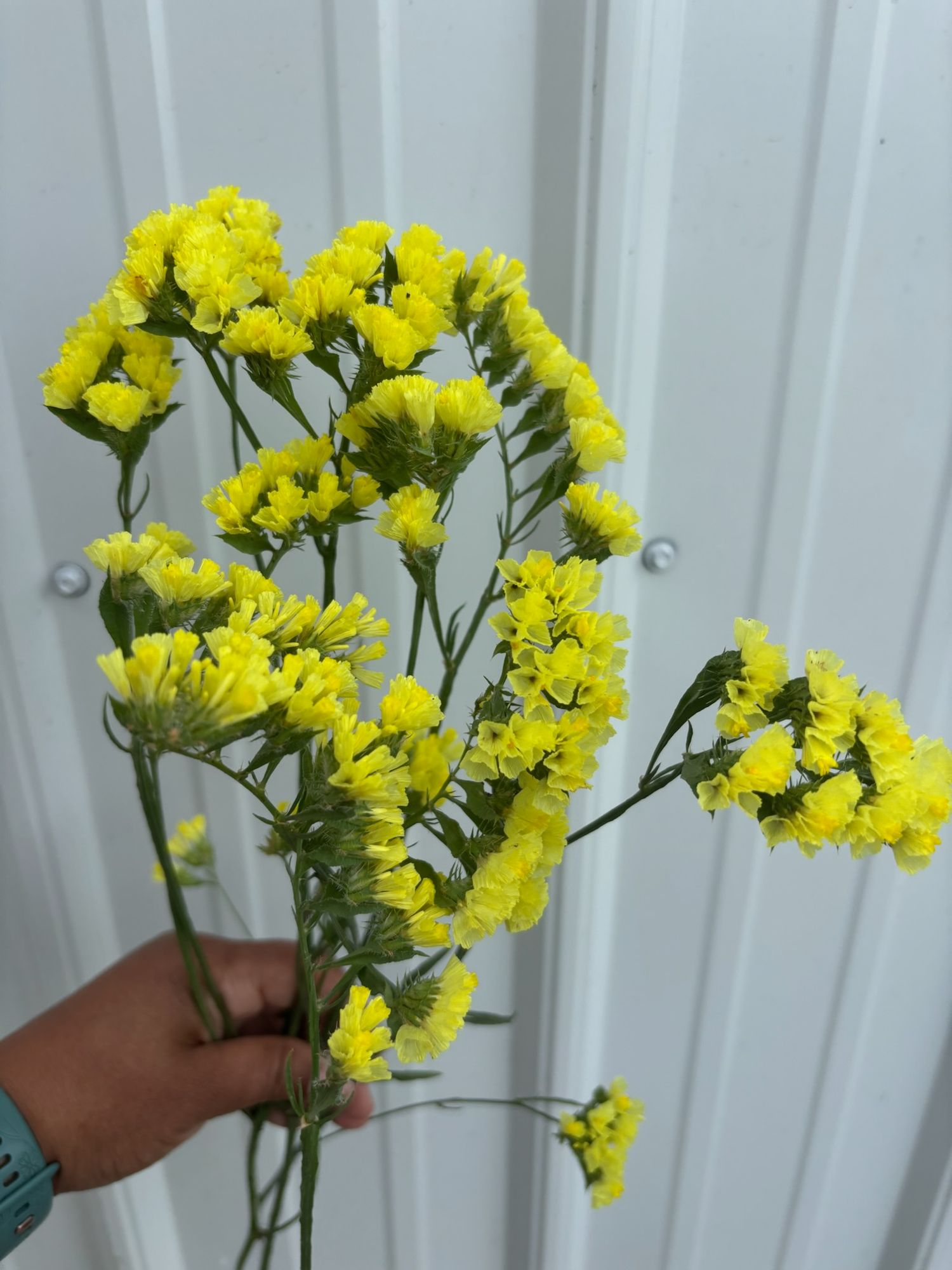 LIMONIUM sinuatum QIS
