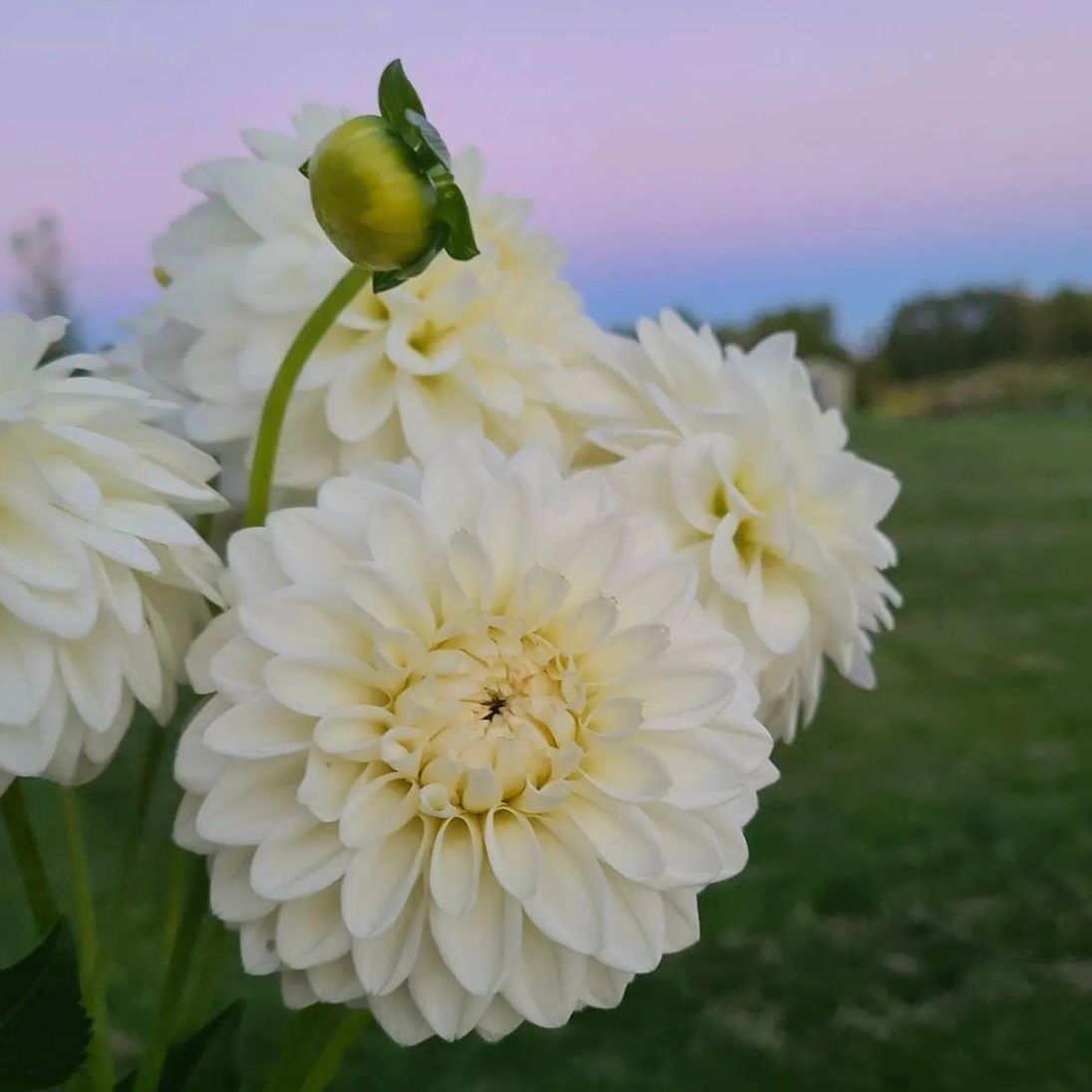 DAHLIA Blizzard