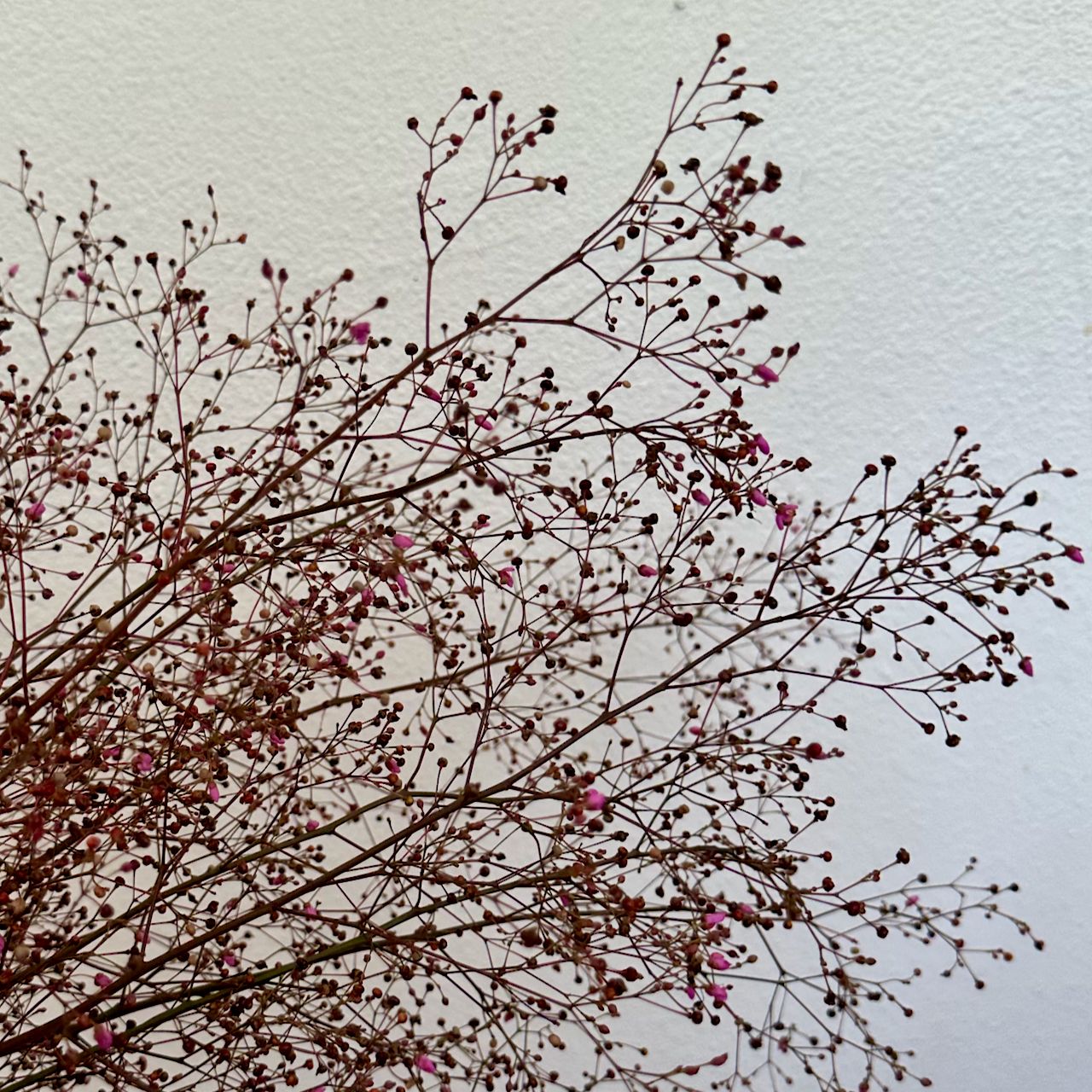 TALINUM paniculatum