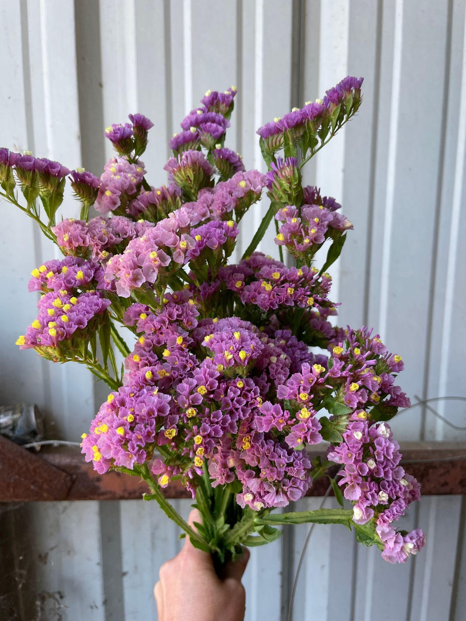 LIMONIUM sinuatum Forever Happy