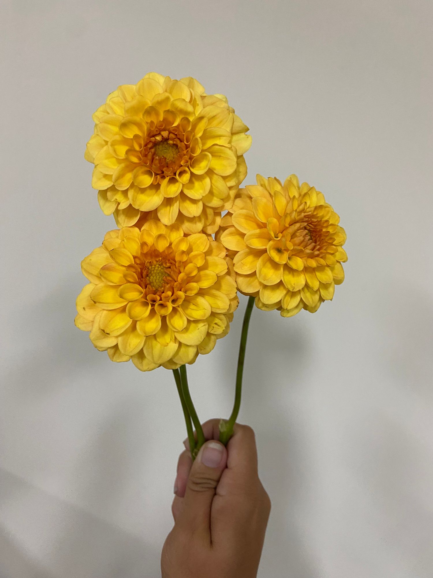 DAHLIA Golden Scepter