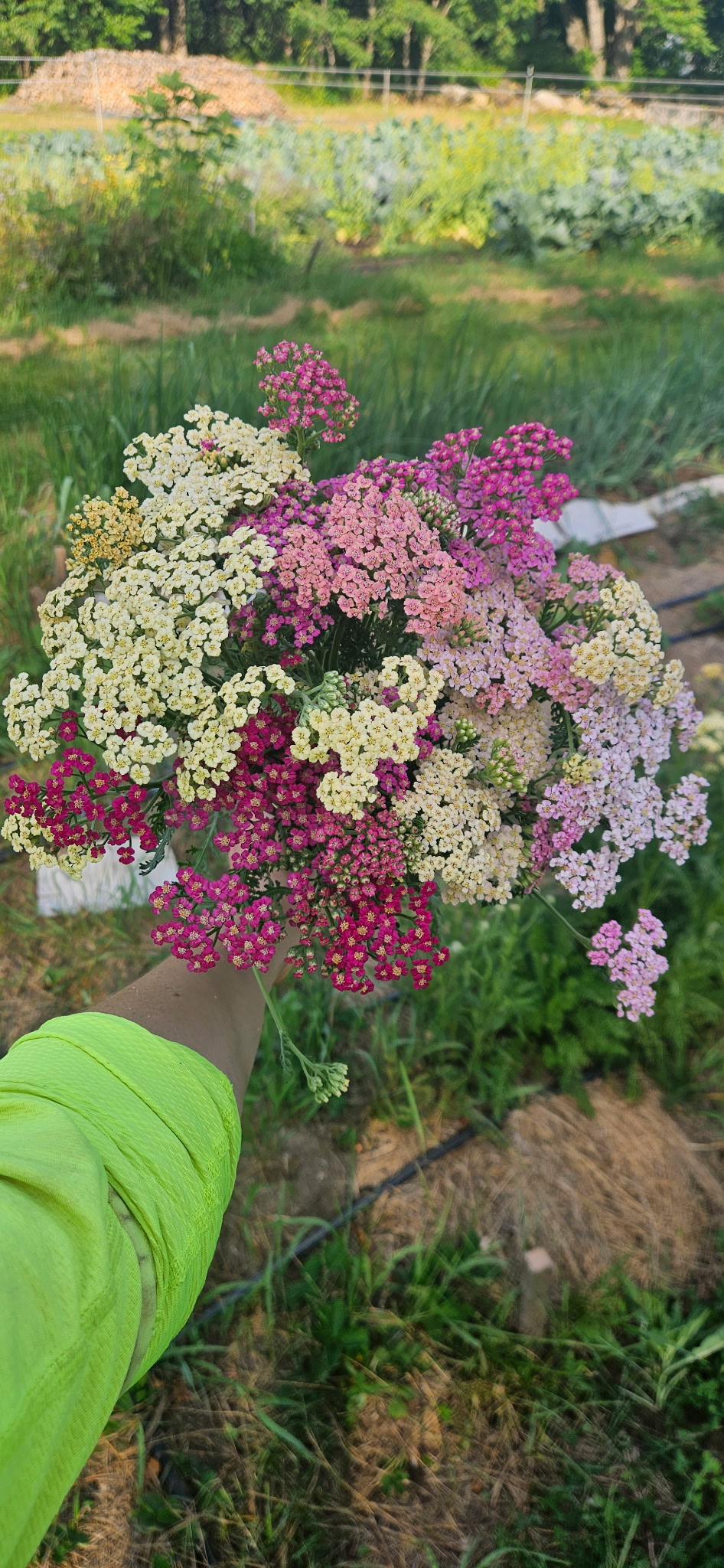 ACHILLEA millefolium Summer Pastels