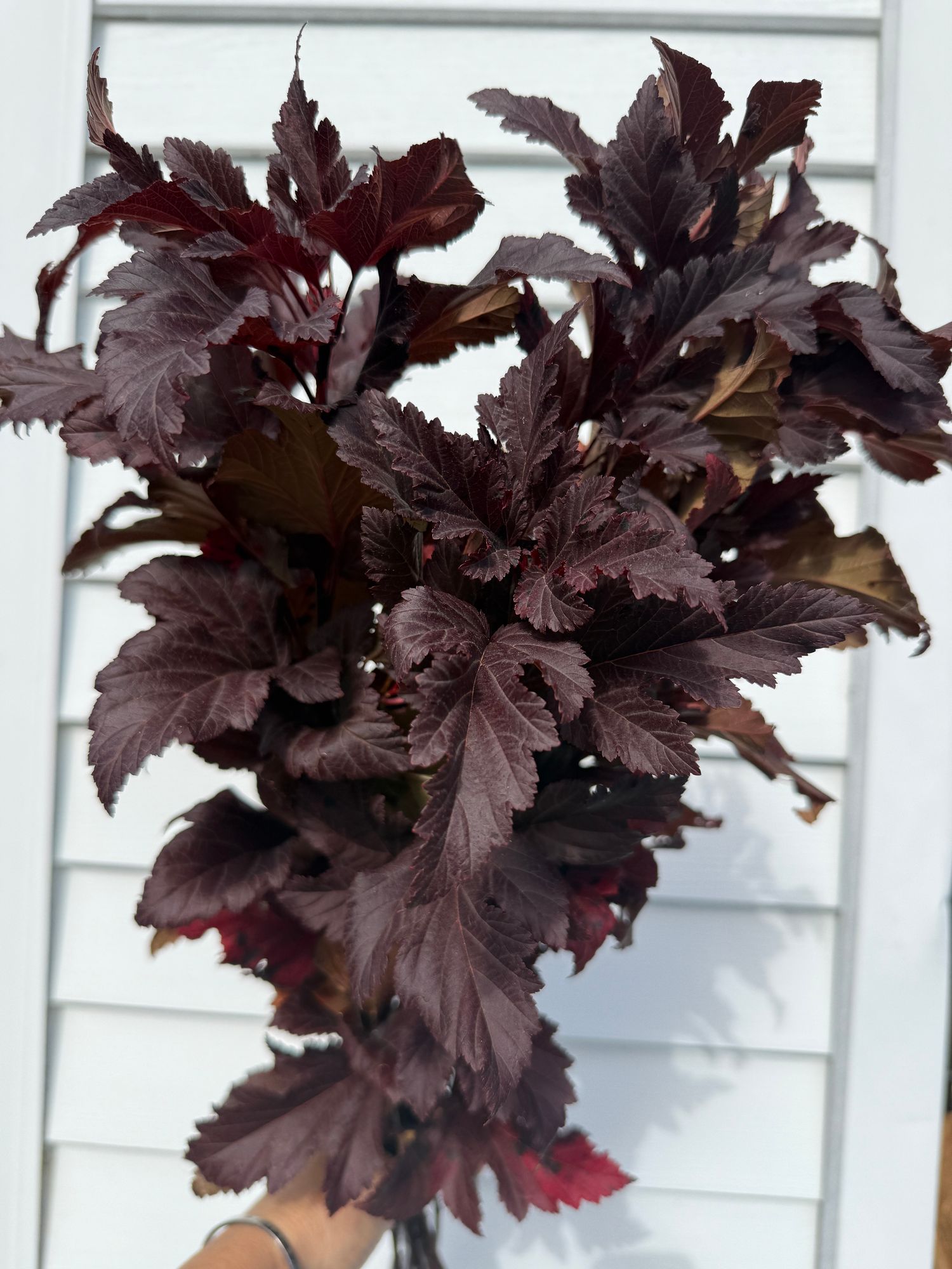 PHYSOCARPUS opulifolius