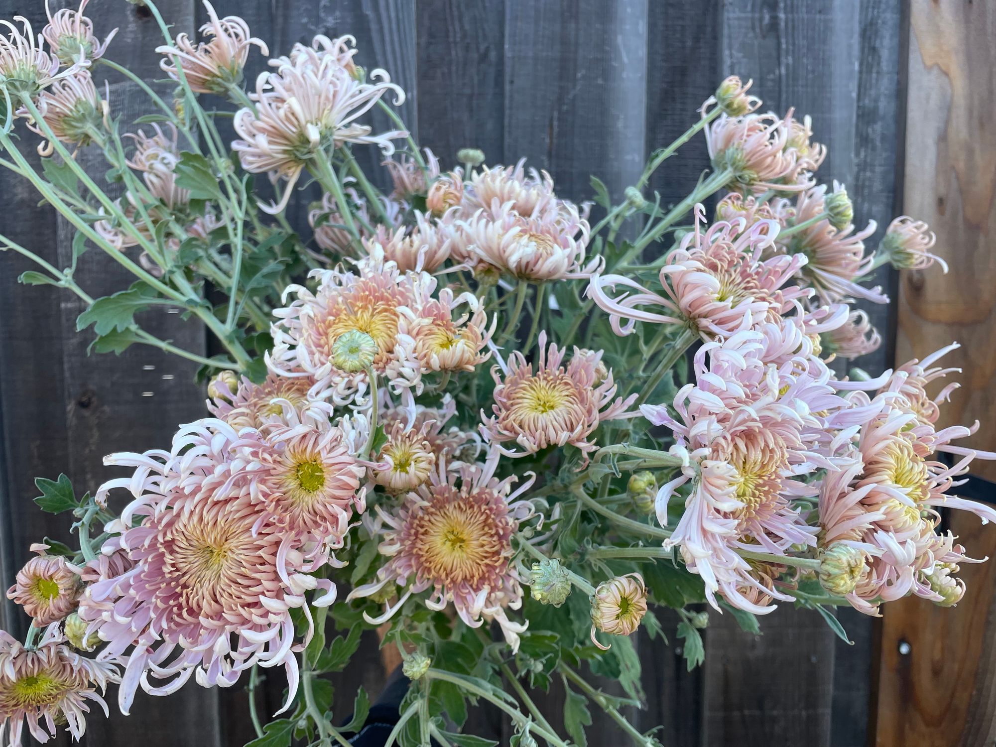 CHRYSANTHEMUM x Satin Ribbon
