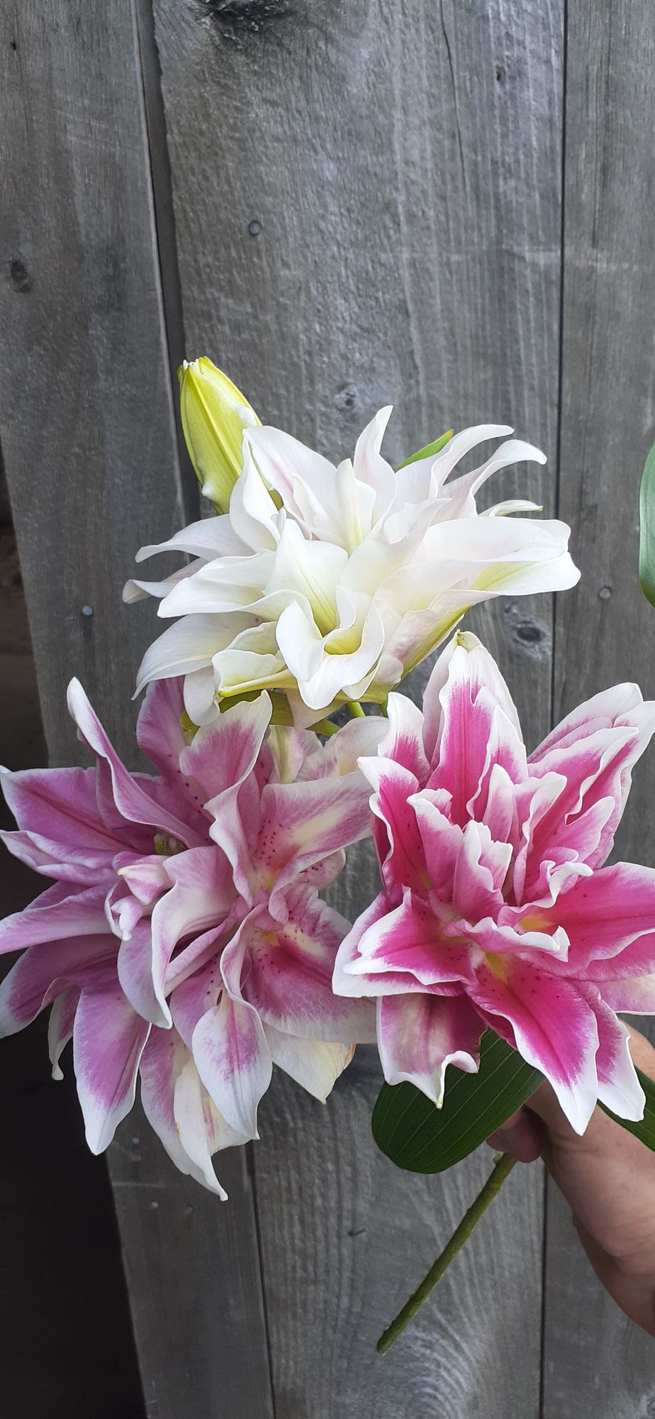LILIUM x orientalis Double Fantasy