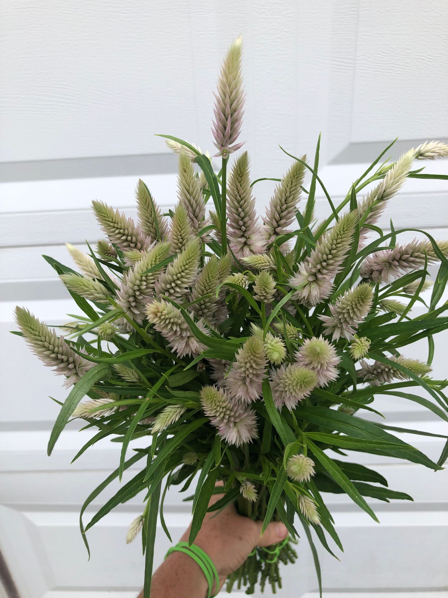 CELOSIA argentea spicata Flamingo Feather