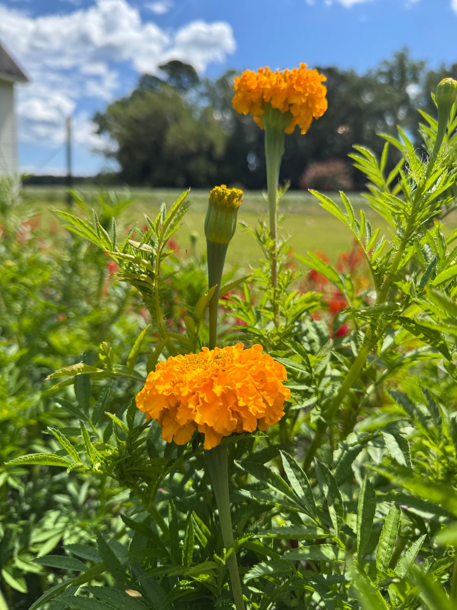 TAGETES erecta Coco
