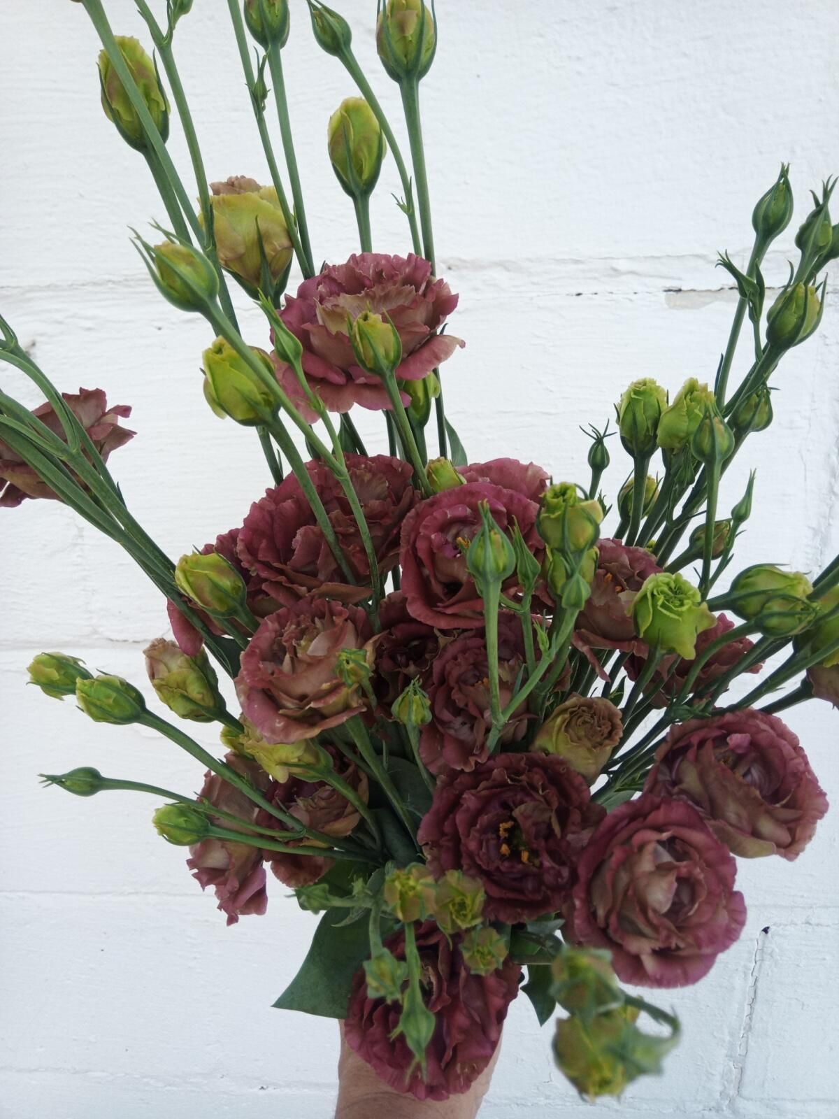 EUSTOMA grandiflorum