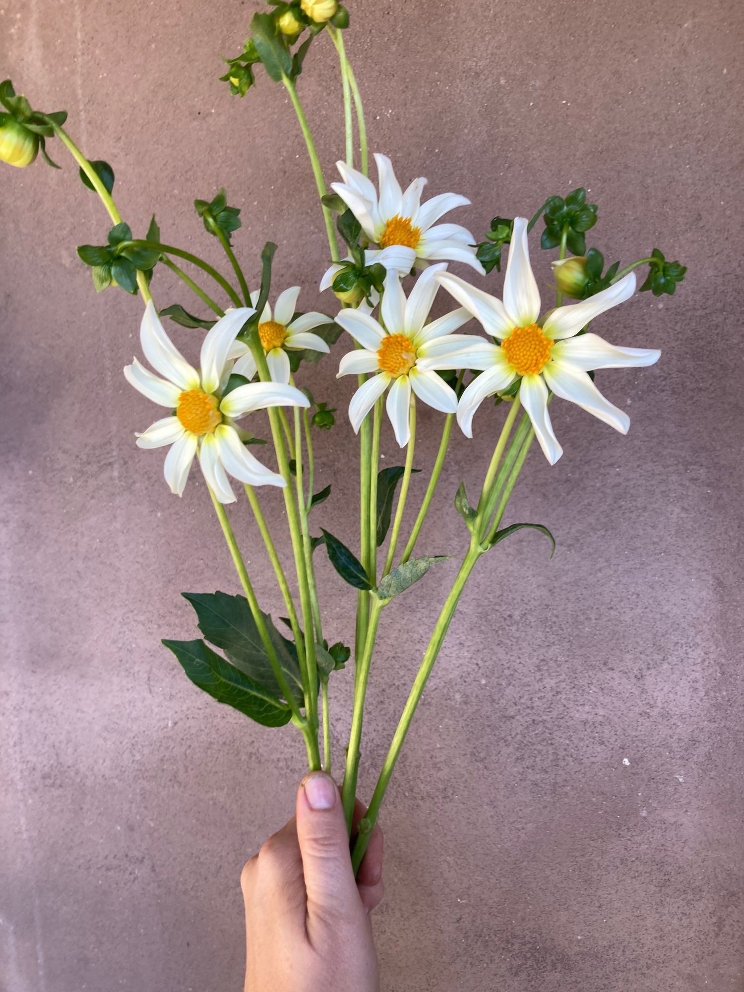 DAHLIA Collarette