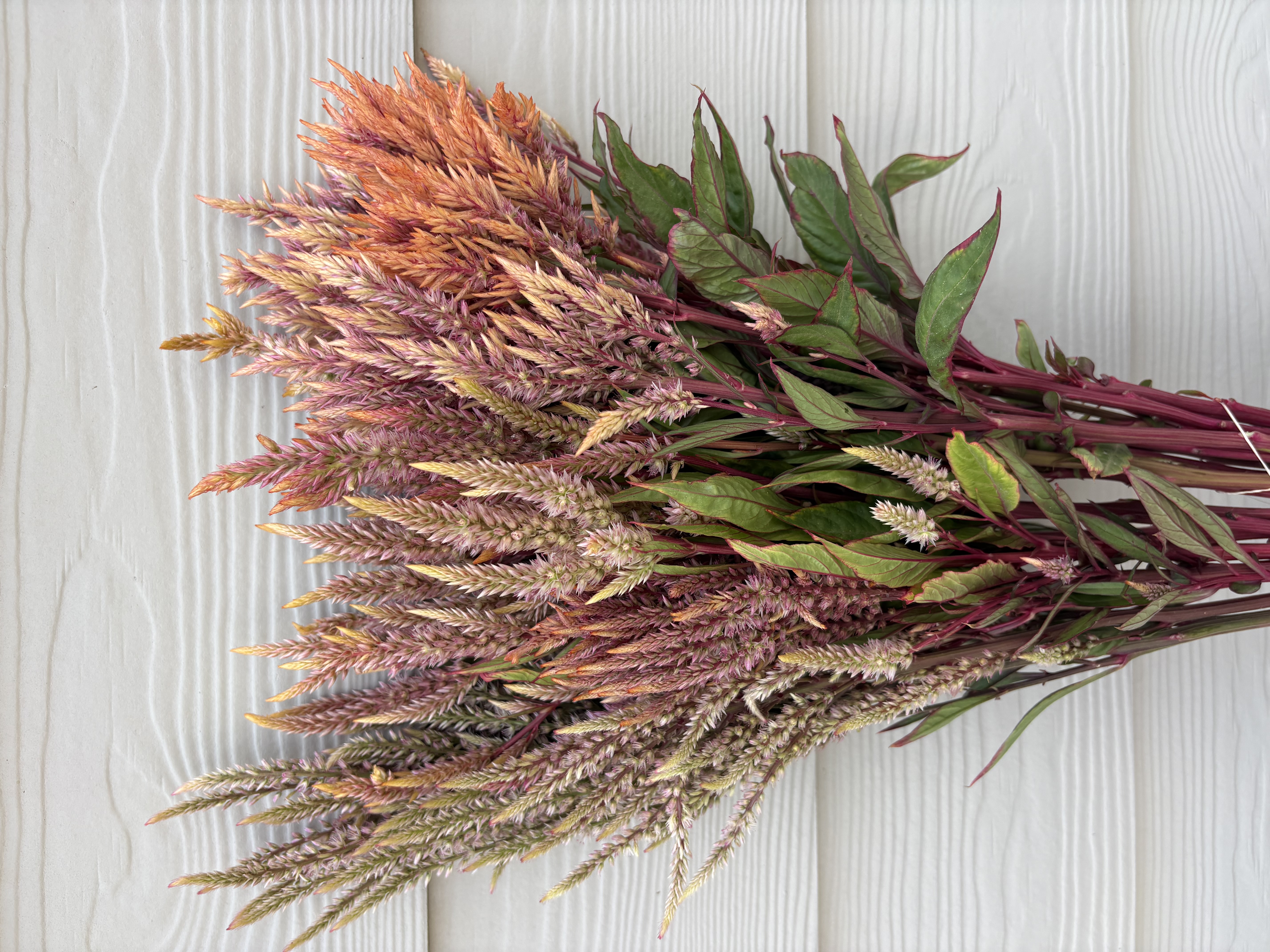 CELOSIA argentea var. plumosa Rose Gold