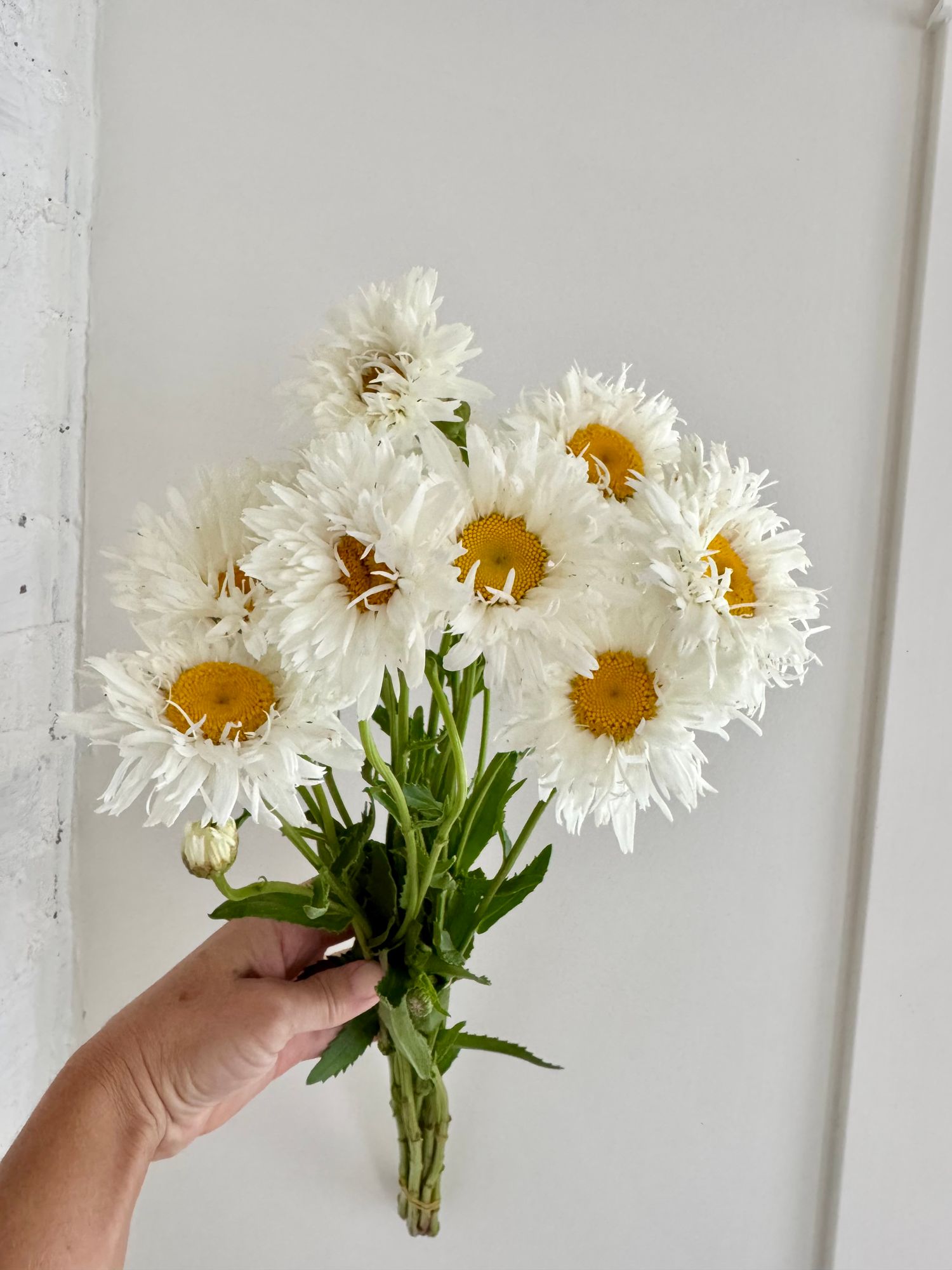 LEUCANTHEMUM x superbum Crazy Daisy